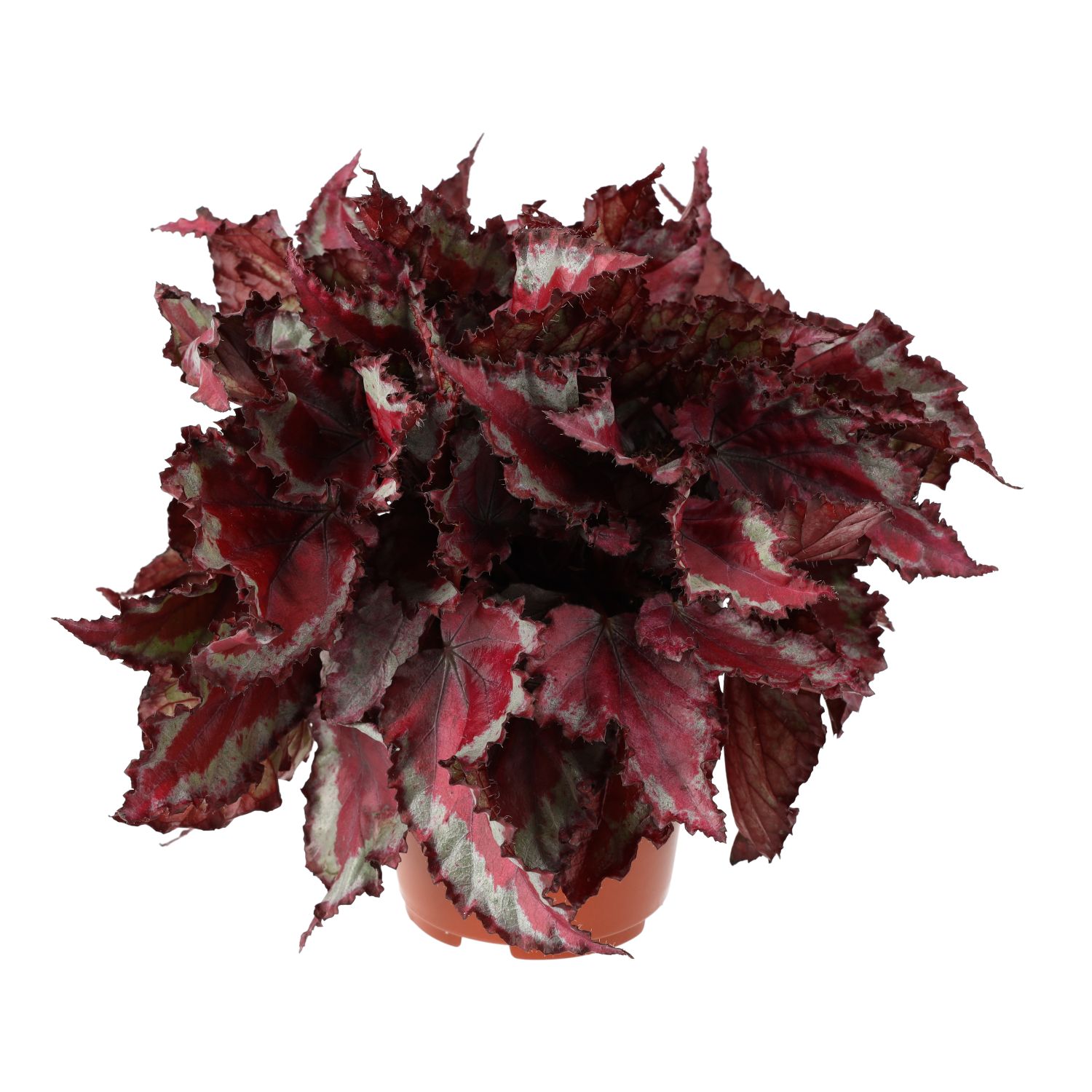 ProRep Live Plant Begonia - Large