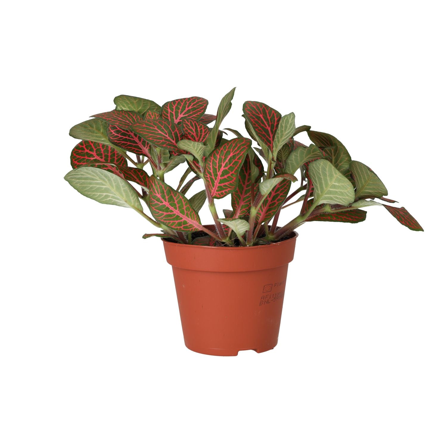 ProRep Live Plant Fittonia Mix- Large