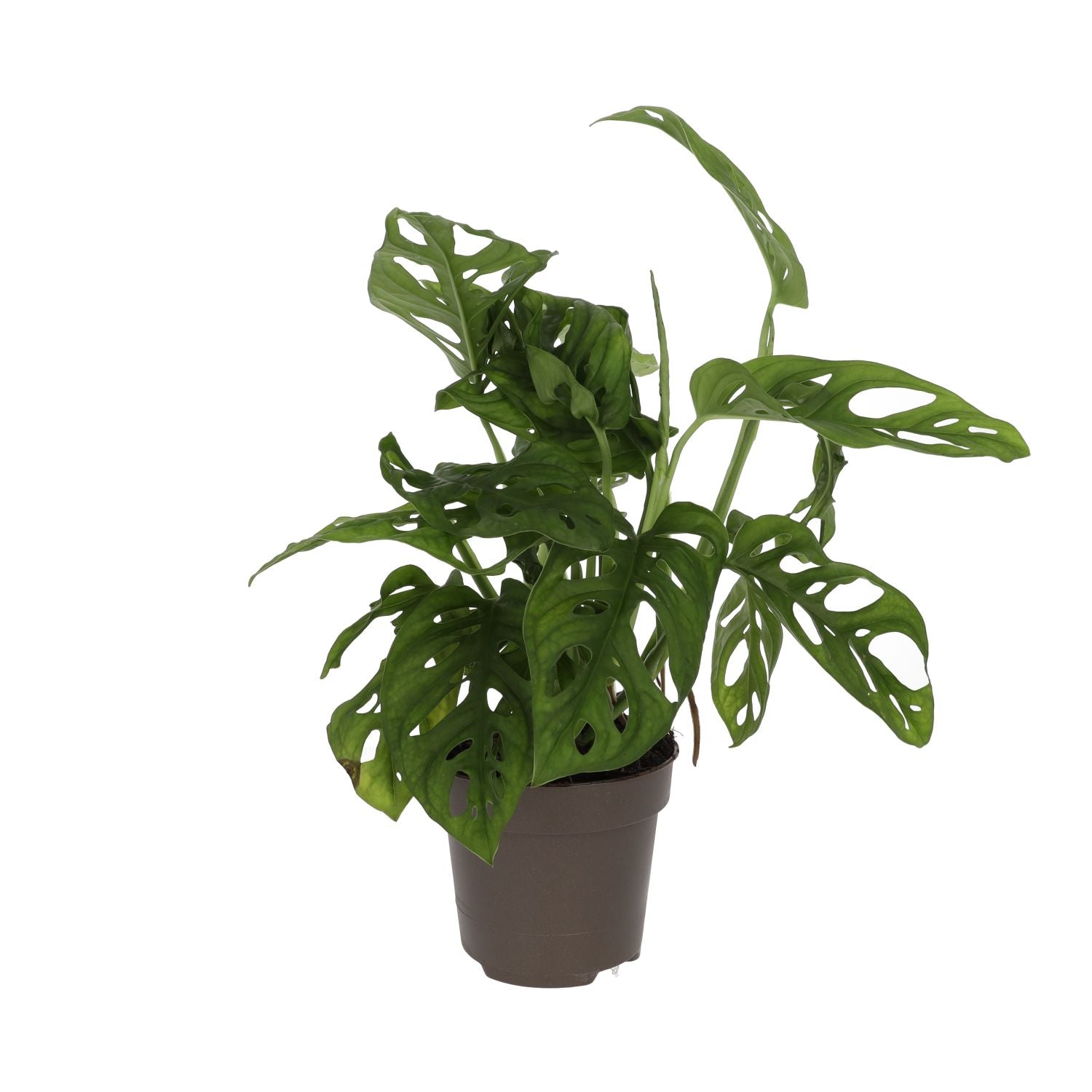 ProRep Live Plant Monkey Mask - Large