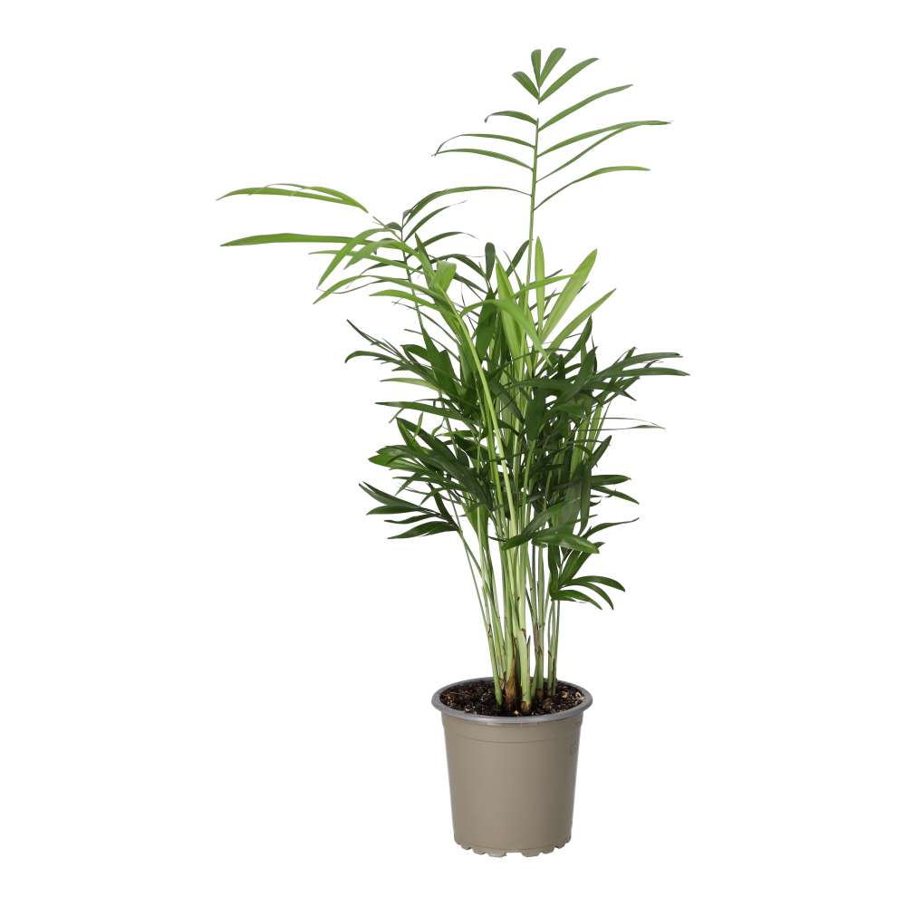 ProRep Live Plant Parlour Palm Medium
