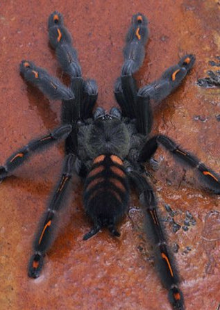 Psalmopoeus Irminia- Venezuelan Suntiger