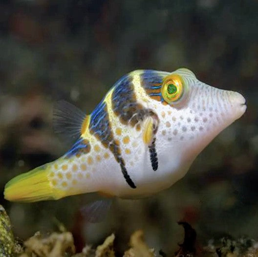 Puffer - Valentini