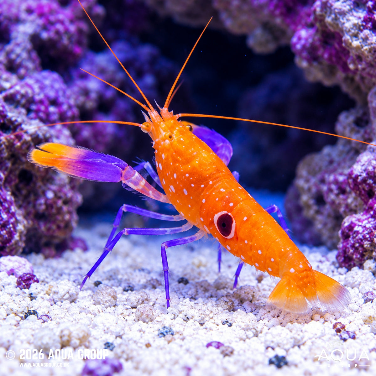 Purple Clawed Pistol Shrimp - Alpheus sp.