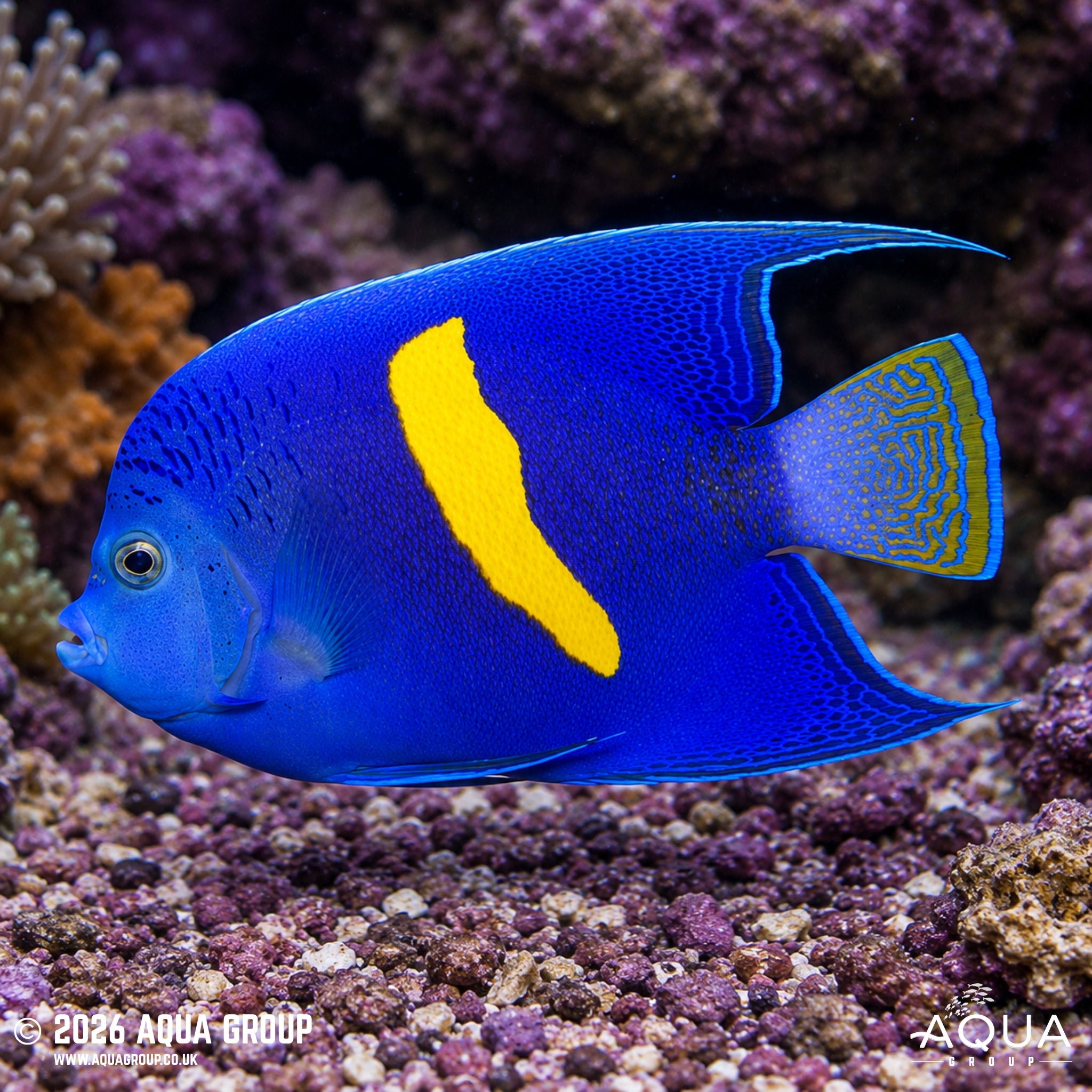 Purple Moon Angelfish - Pomacanthus maculosus