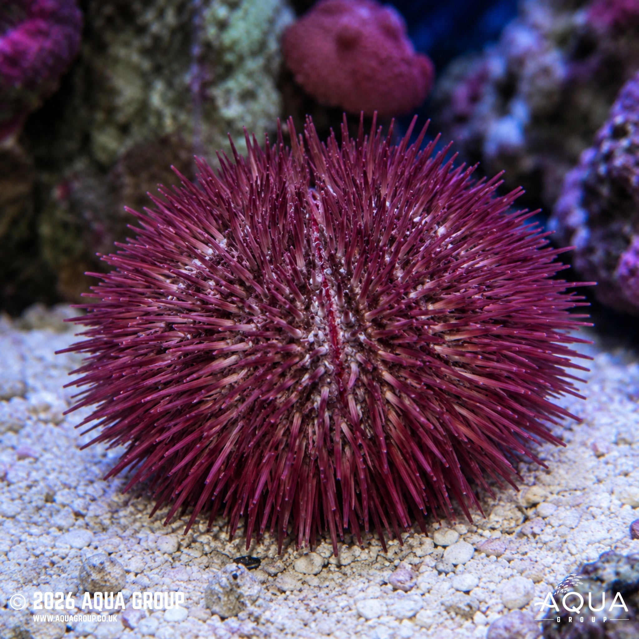 Purple Pincushion Urchin - Echinometra sp. - Aqua Group