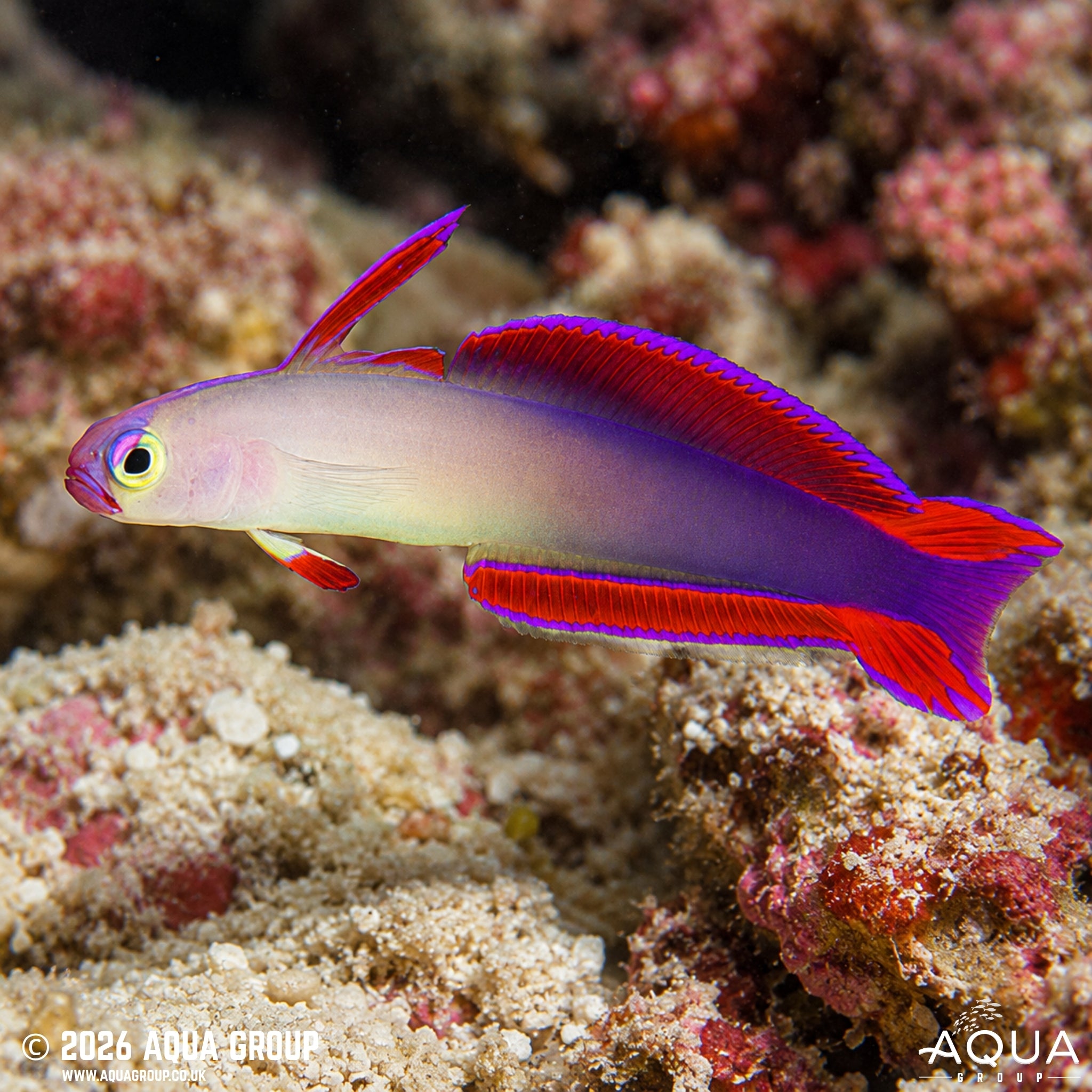 Purple Firefish - Nemateleotris decora - Aqua Group