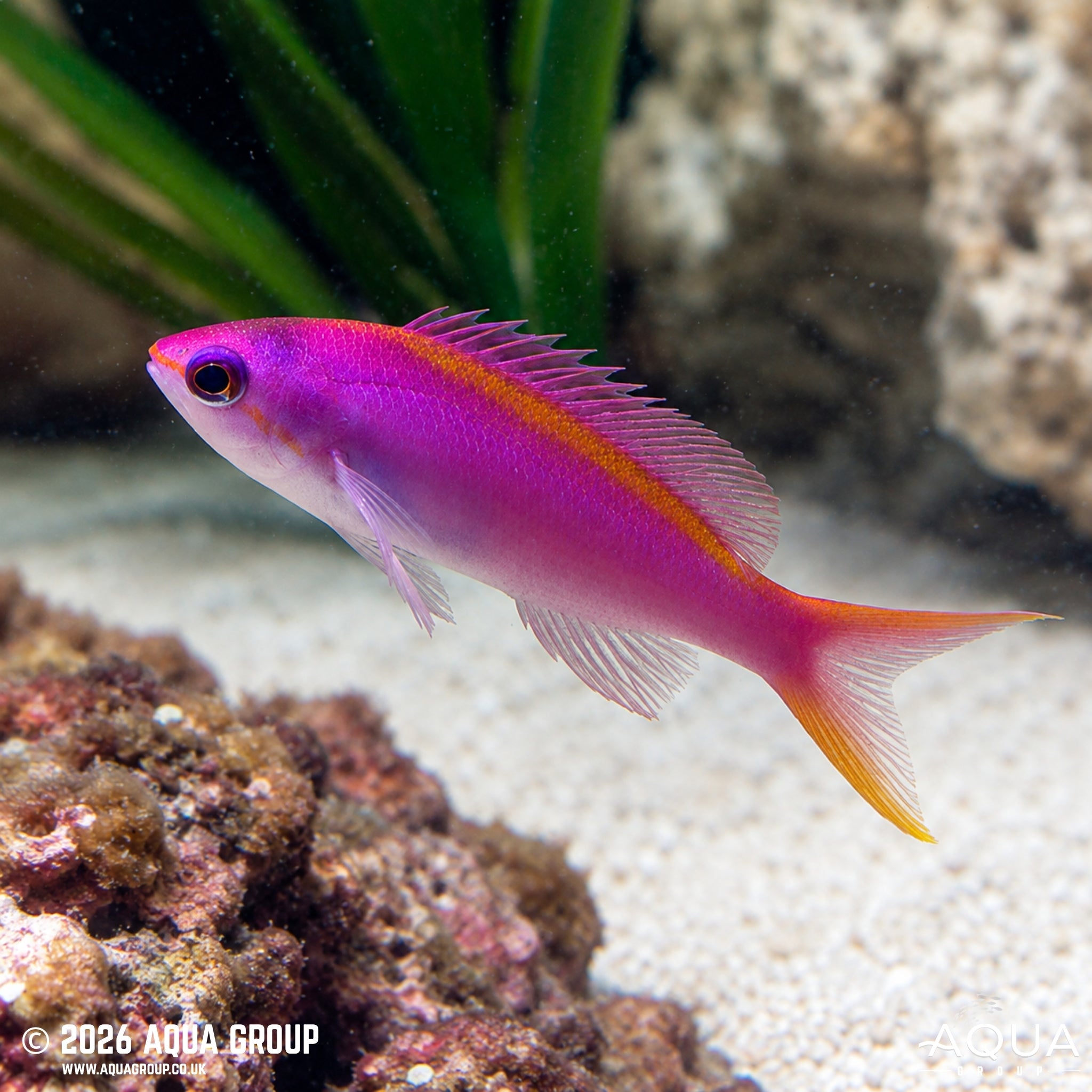 Purple Queen Anthias - Pseudanthias tuka - Aqua Group