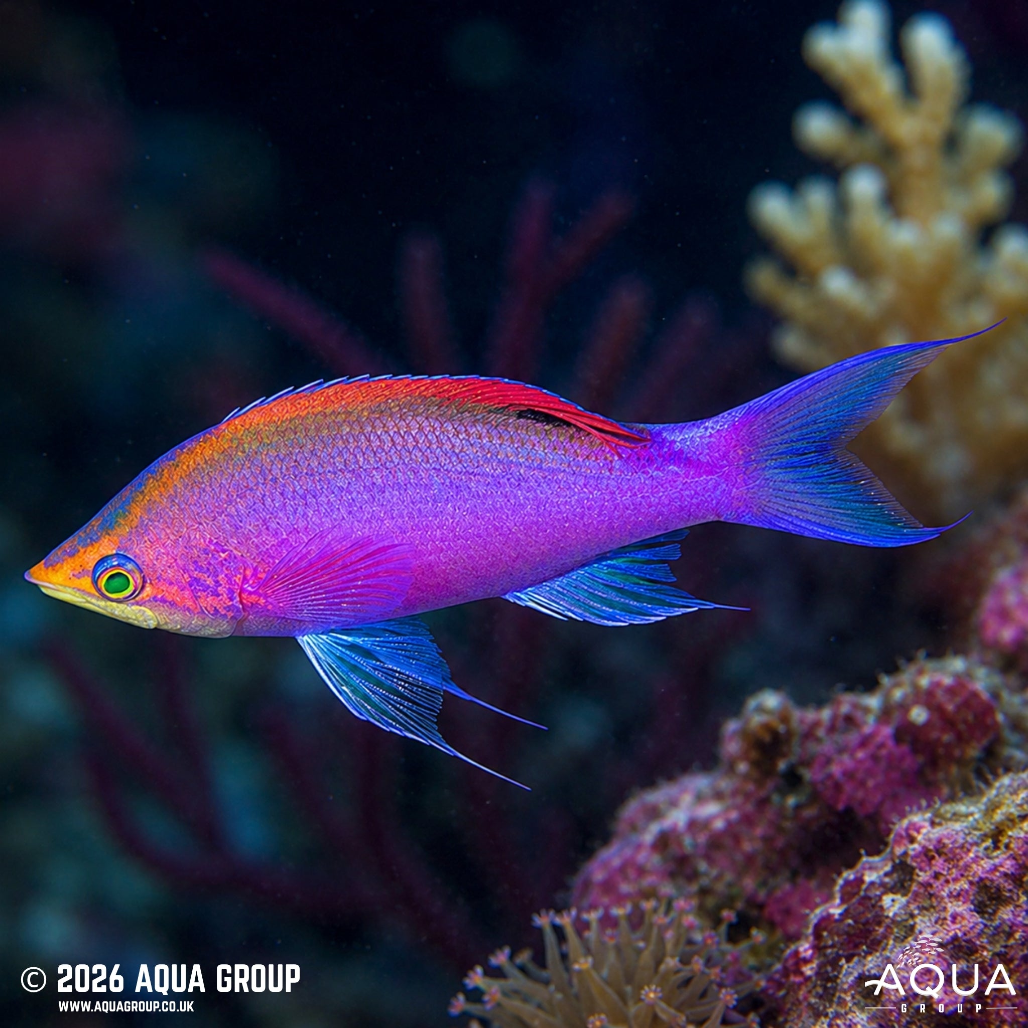 Purple Queen Anthias - Pseudanthias tuka - Aqua Group