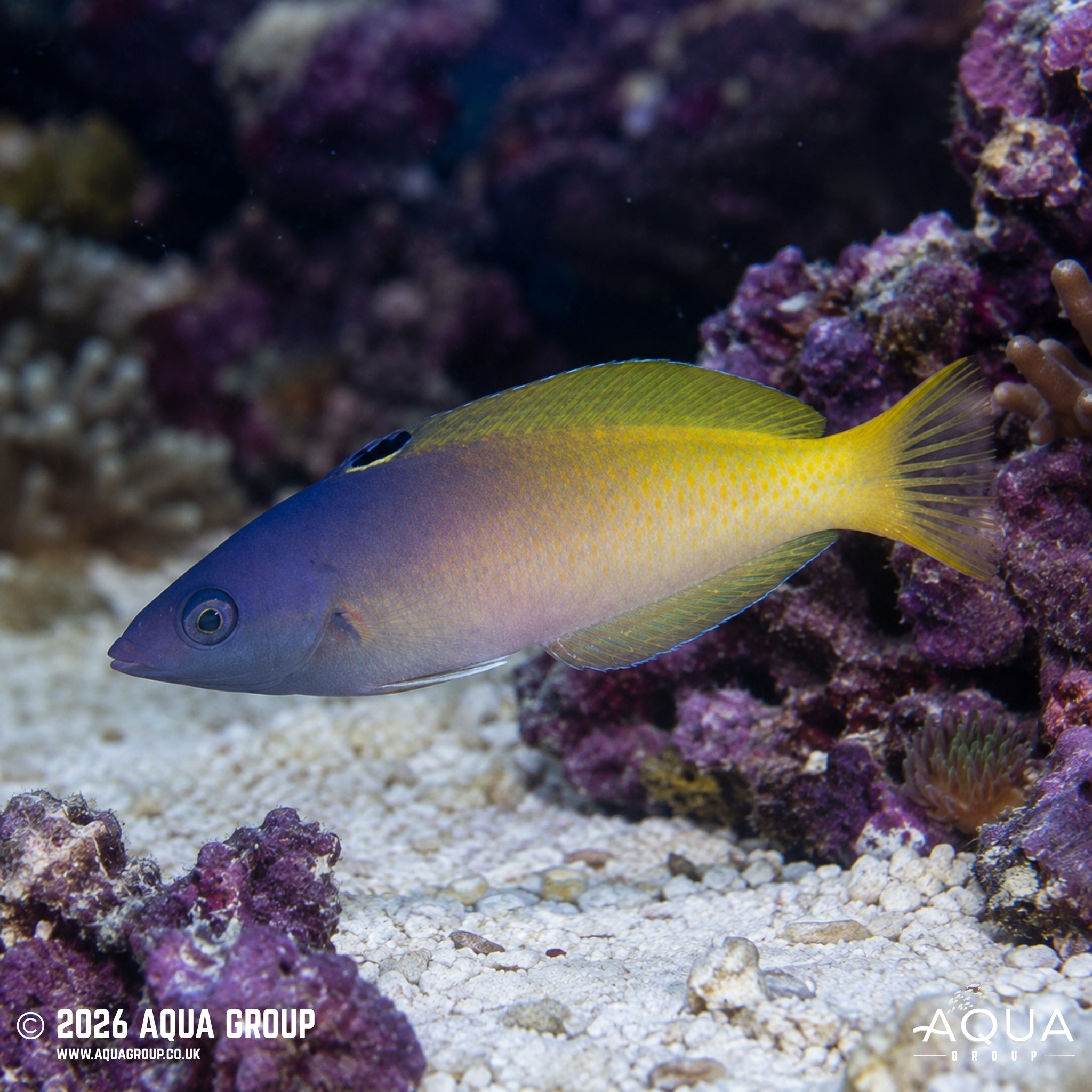 Purplehead Wrasse - Halichoeres prosopeion