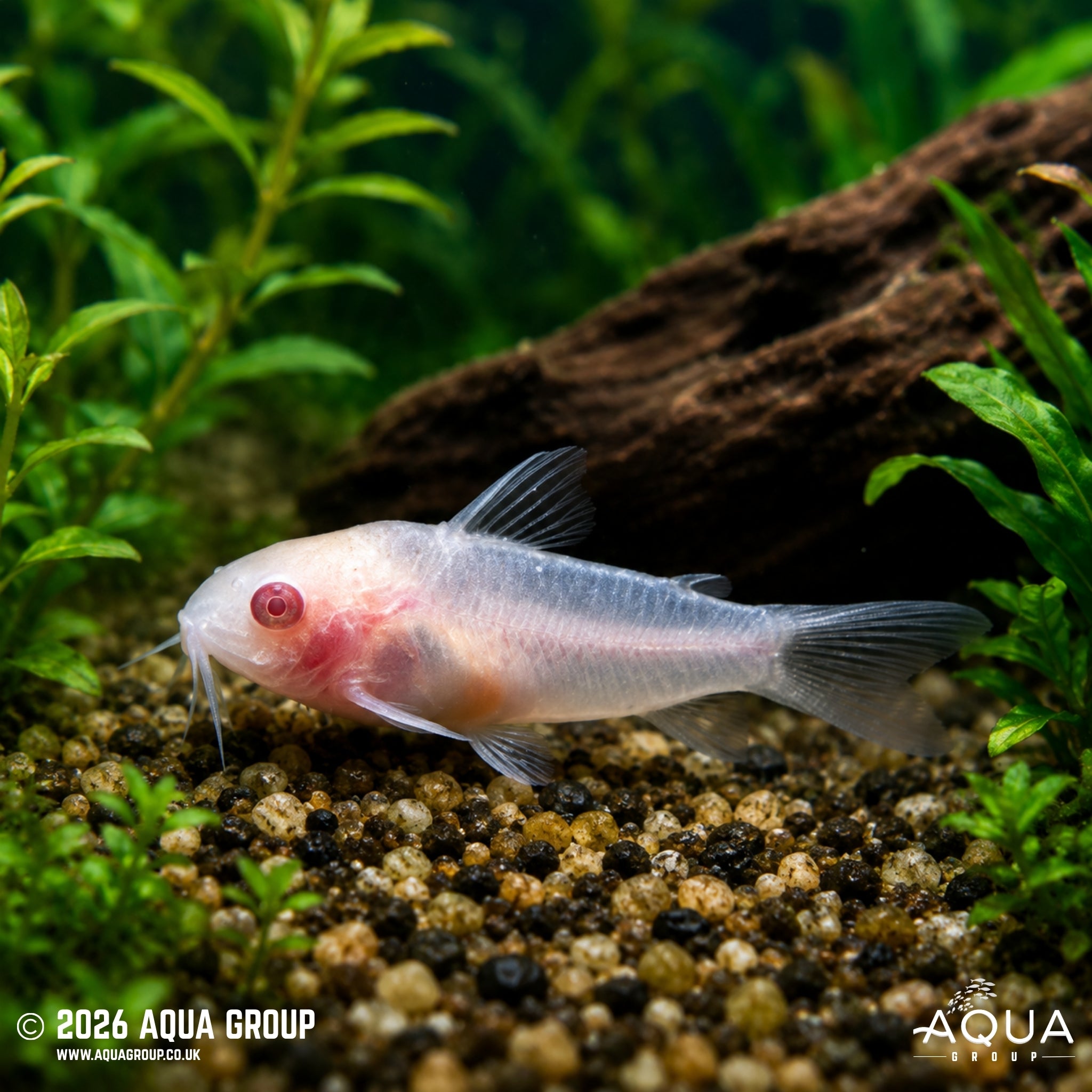 Pygmy Cory-Albino - Gastrodermus pygmaeus var