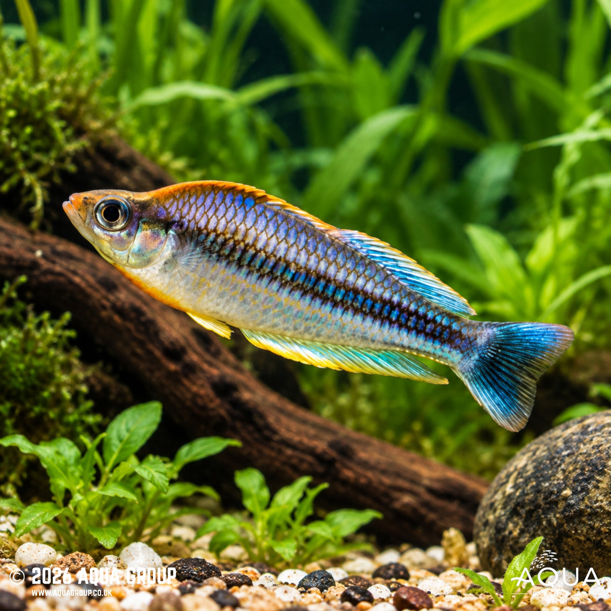 Pygmy Rainbow - Melanotaenia pygmaea