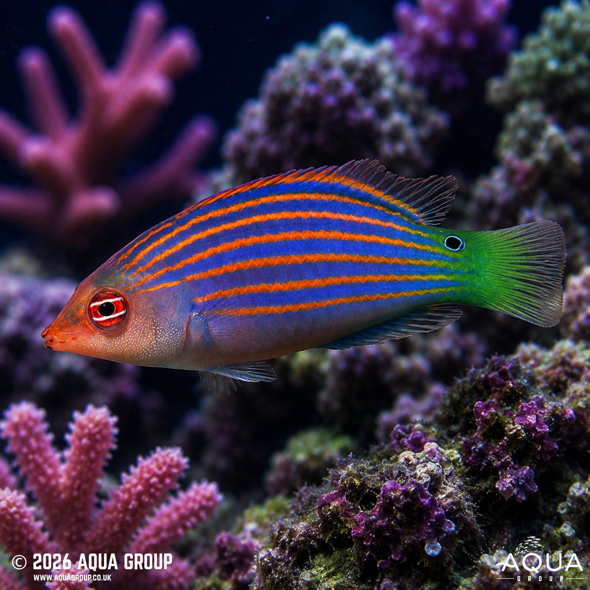 Pyjama Wrasse - Pseudocheilinus hexataenia - Aqua Group