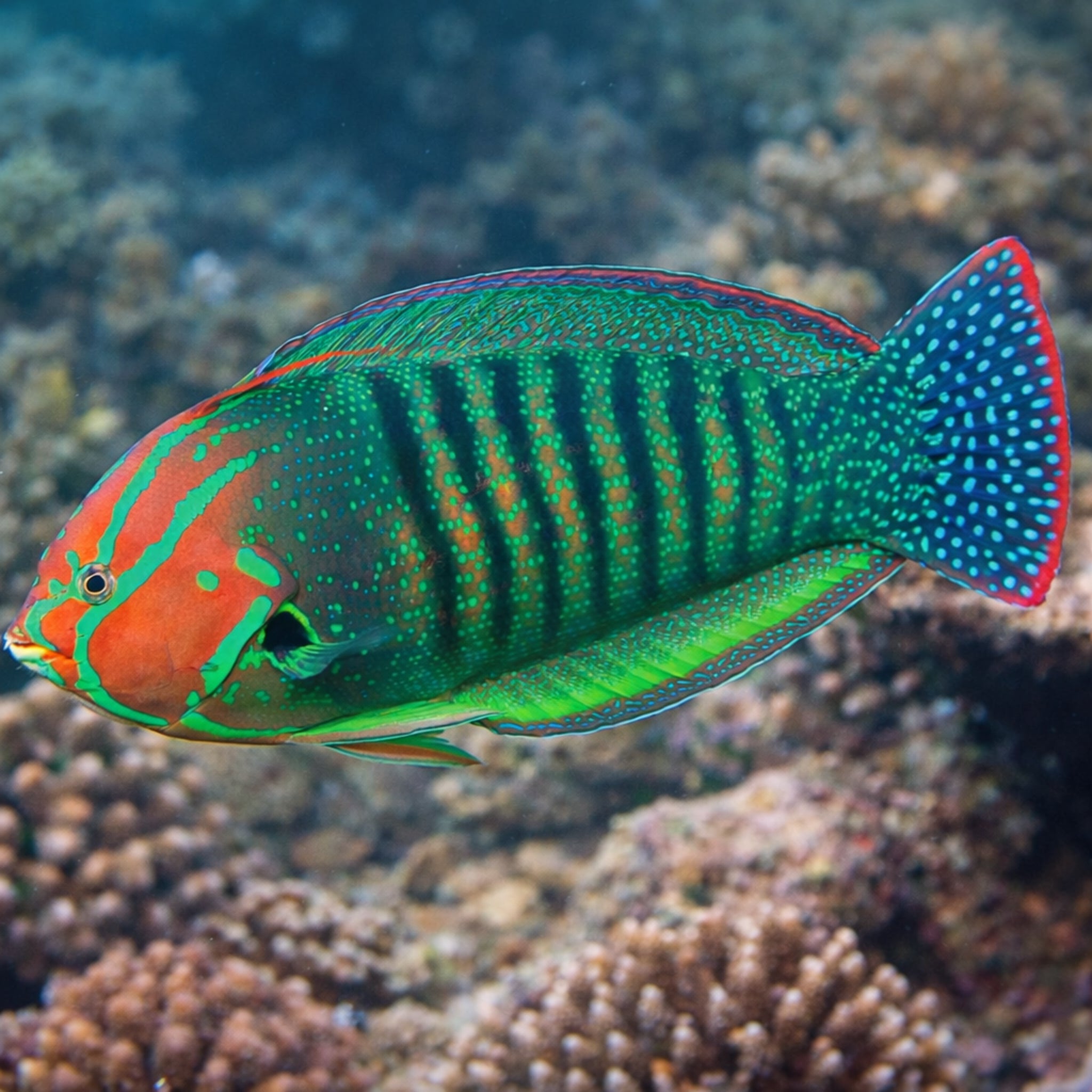 Queen Coris - Coris formosa