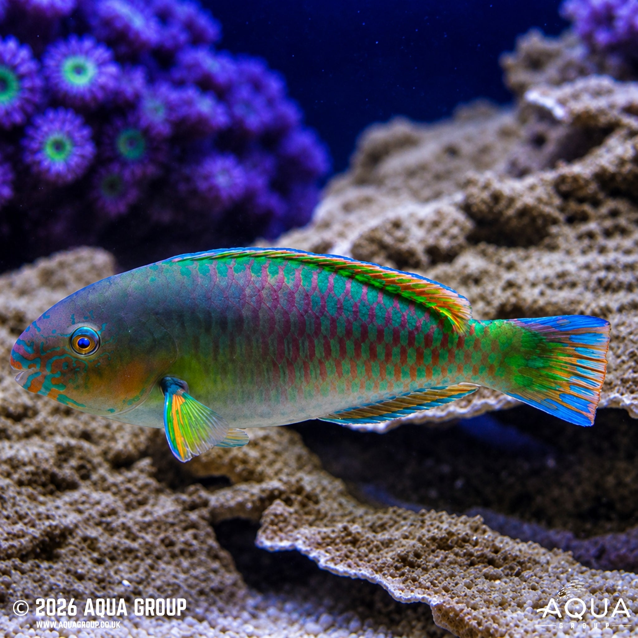 Quoyi Parrotfish - Scarus quoyi - Aqua Group