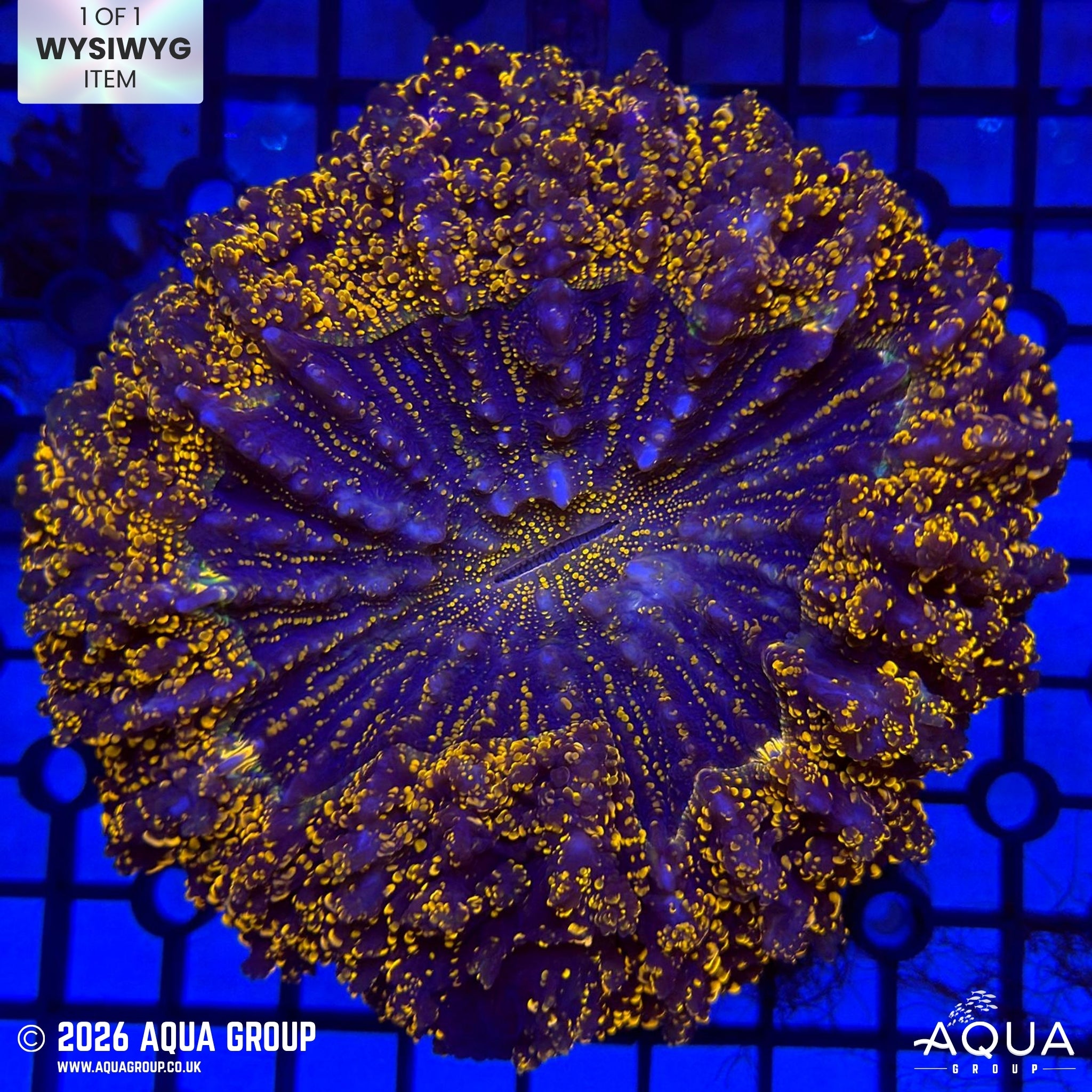 Rainbow Galaxy Acanthophyllia #1 - WYSIWYG