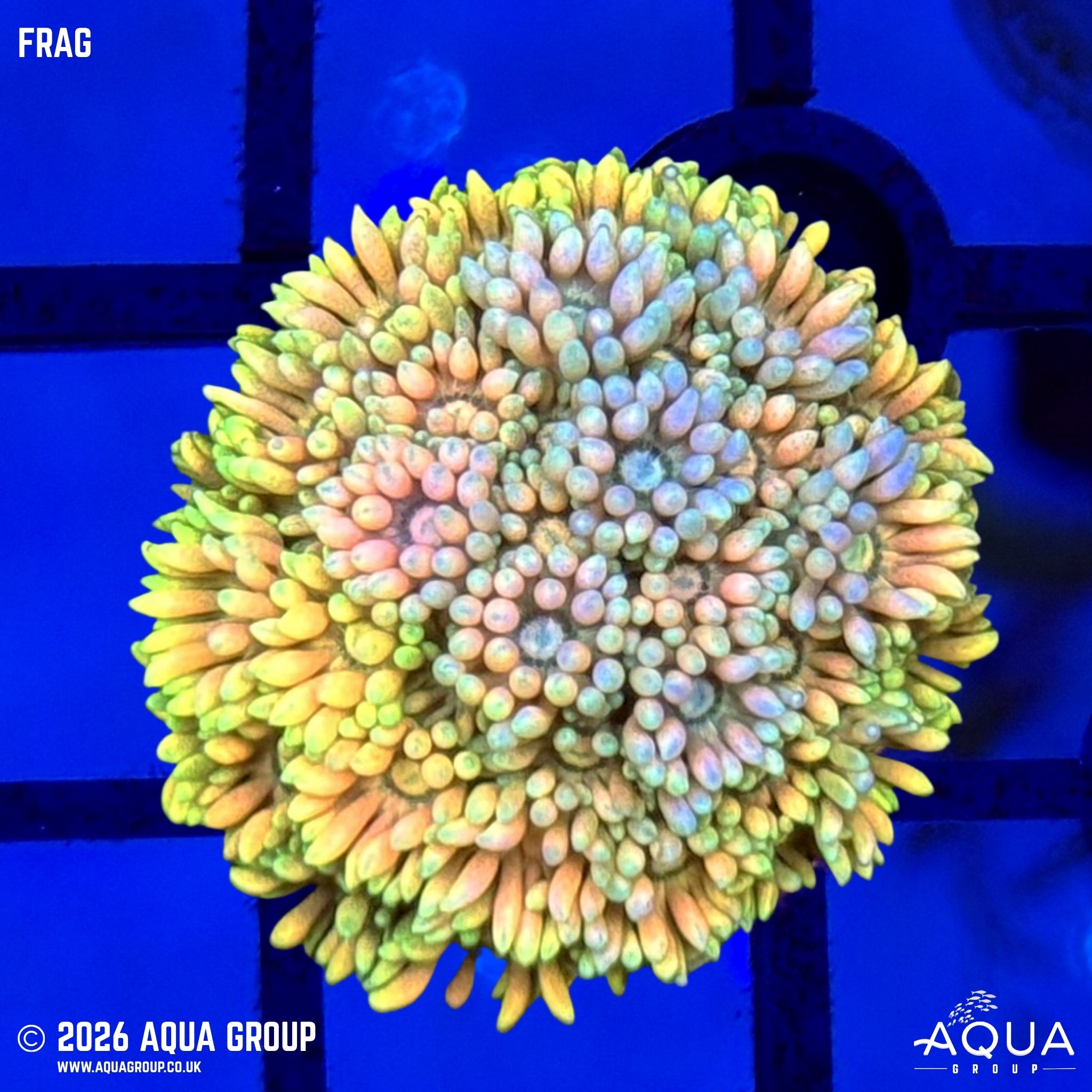 Rainbow Goniopora - Goniopora Sp.