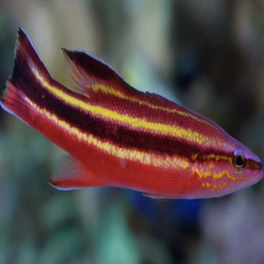 Rainbow Swiss Guard (Liopropoma Fasciatum)