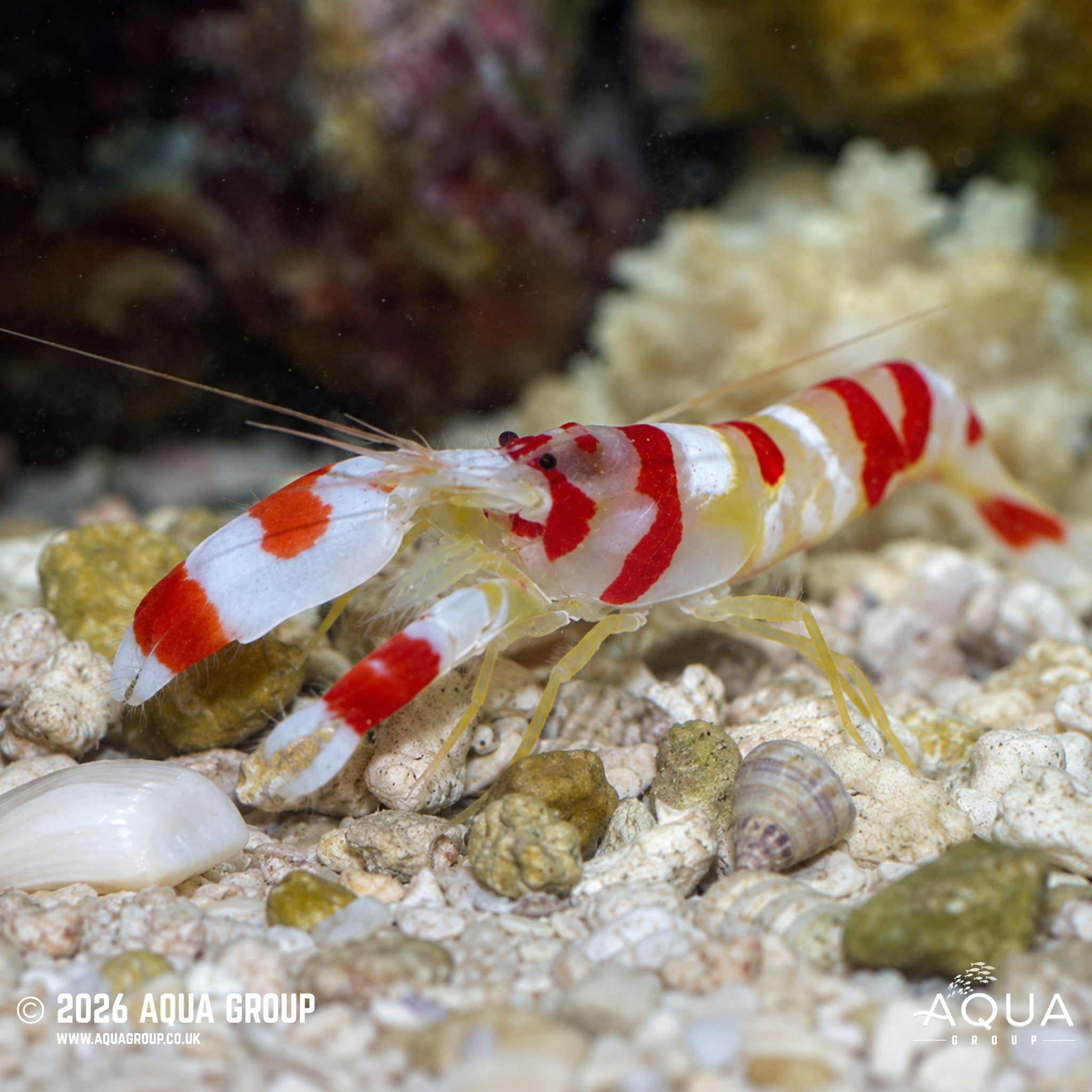 Randall’s Pistol Shrimp - Alpheus randalli