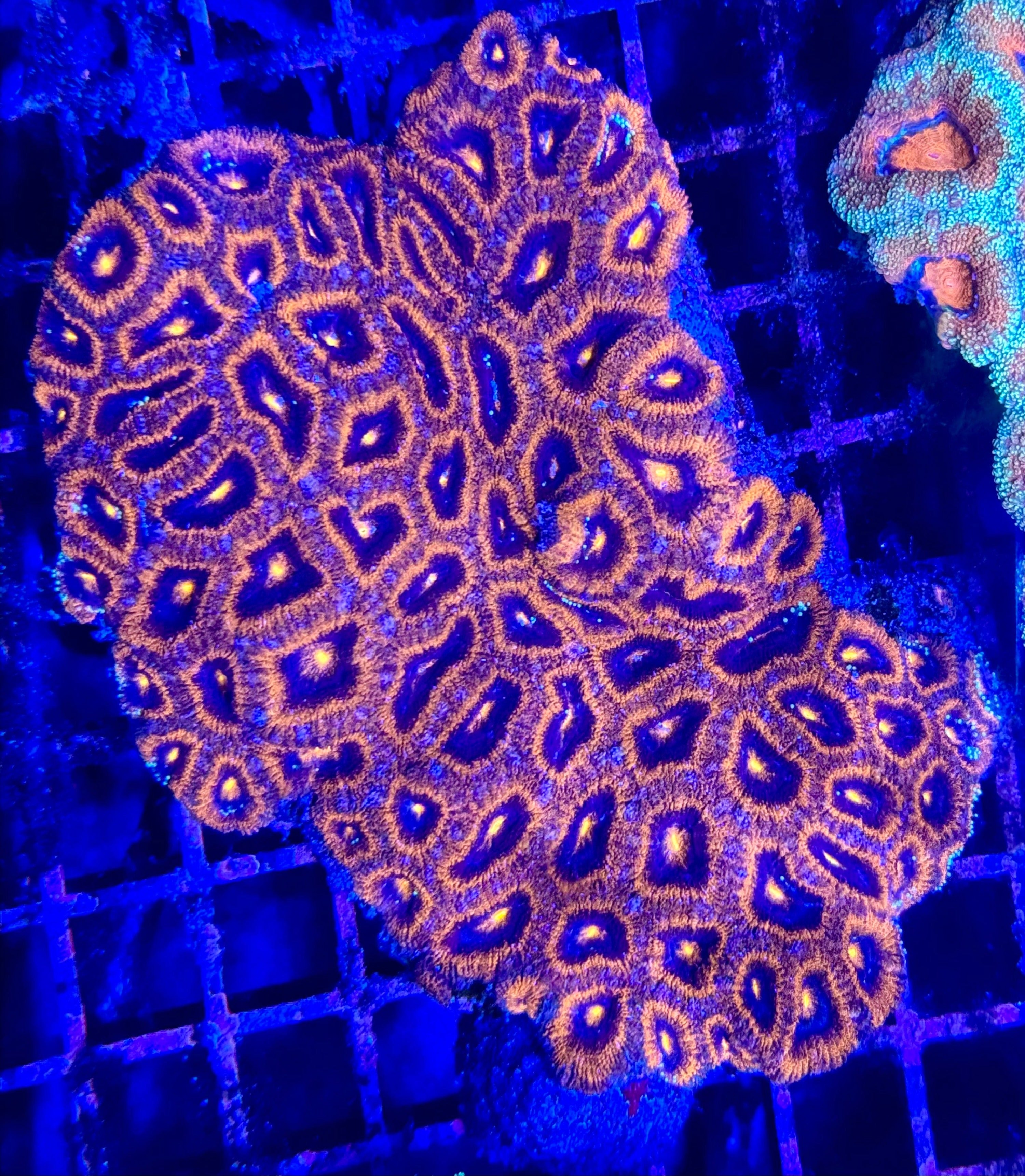 Red & Blue Acanthastrea Lord