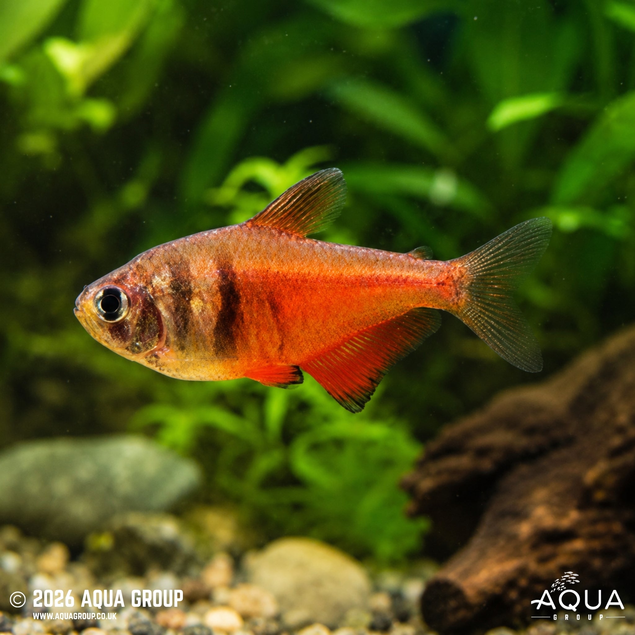 Red Diamond Flame Tetra - Hyphessobrycon flammeus