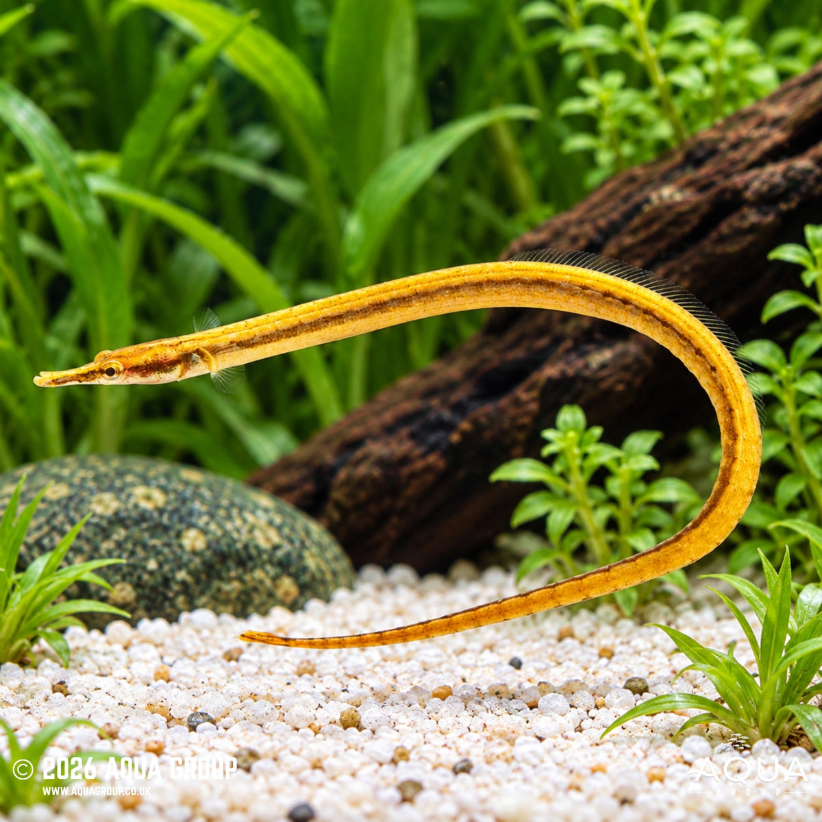 Red Face Pipefish - Microphis leiaspis