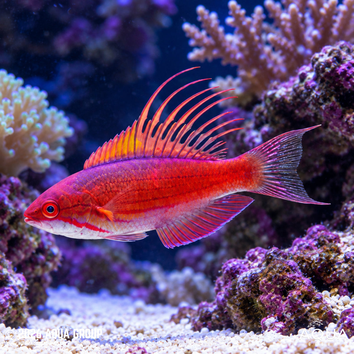 Red Flasher Wrasse - Paracheilinus cyaneus