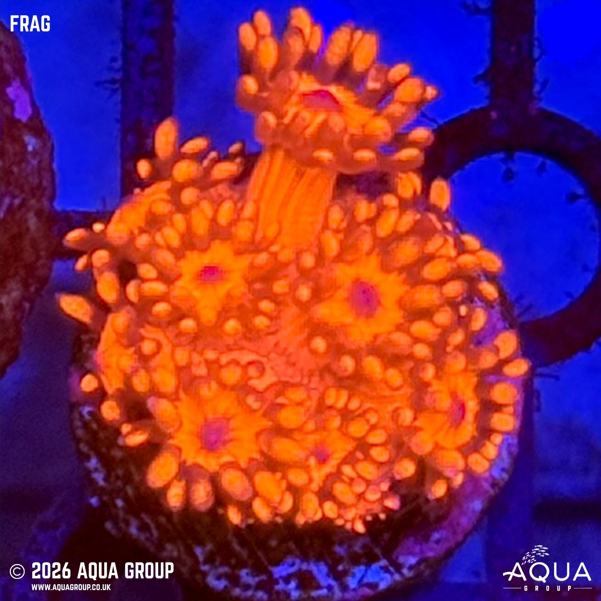 Red Inferno Goniopora - Goniopora sp.