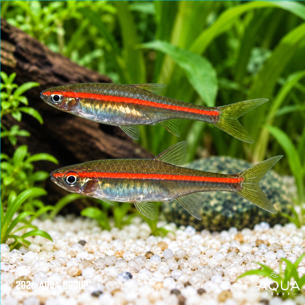 Red Line Rasbora - Rasbora pauciperforata