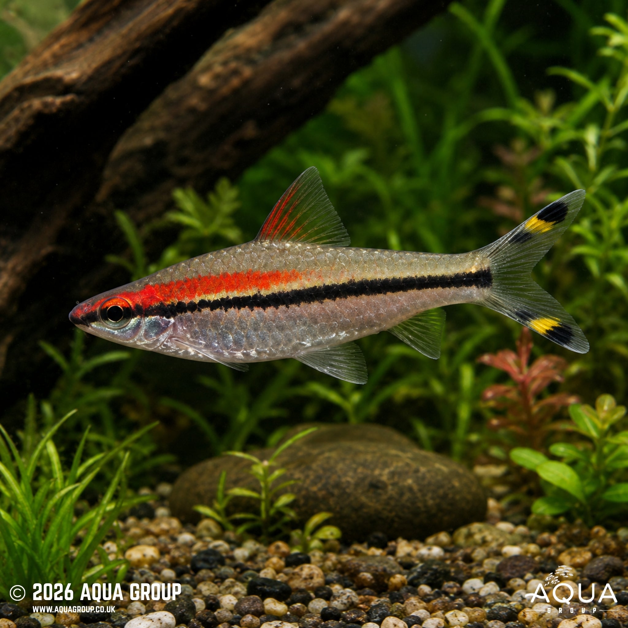 Red Line Torpedo Barb - Sahyadria denisonii