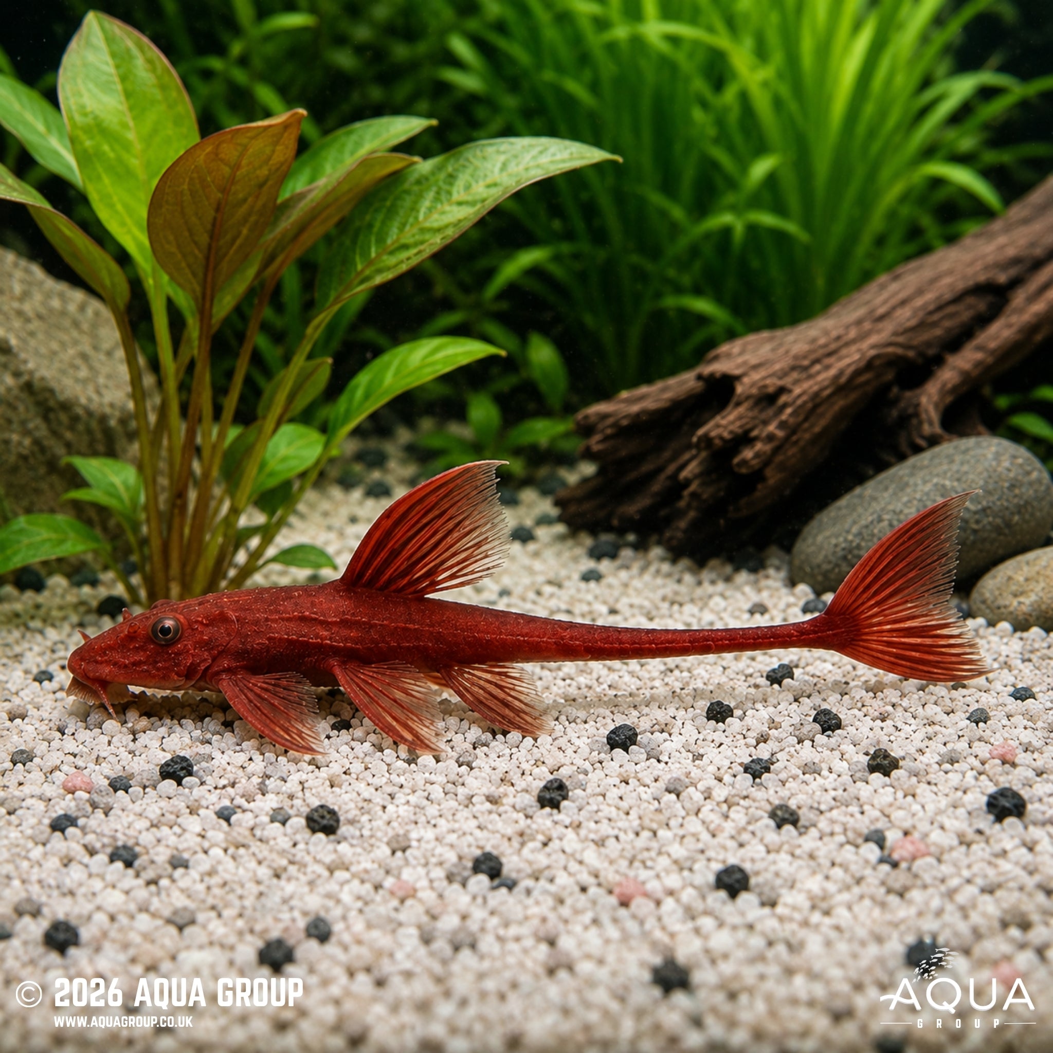 Red Lizard Catfish - Rineloricaria sp.