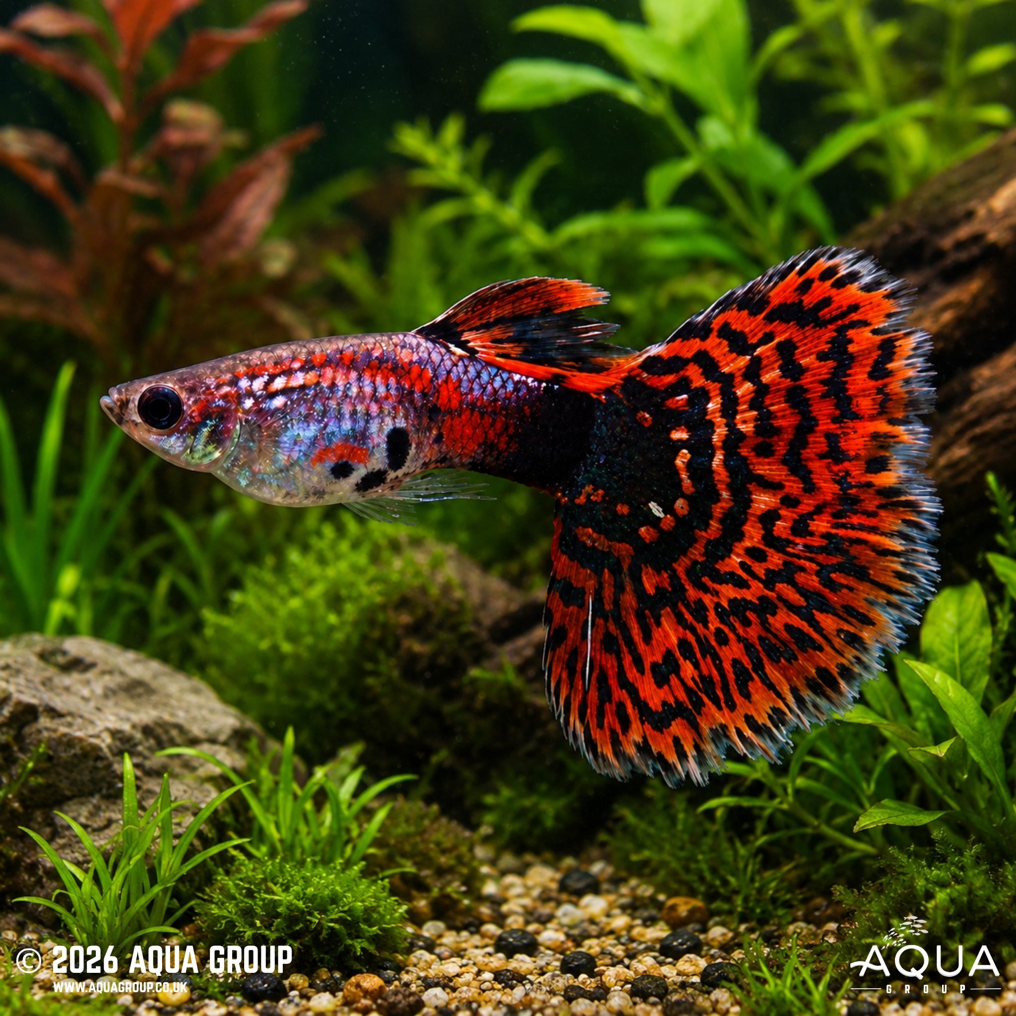 Red Mosaic Guppy - Poecillia reticulata