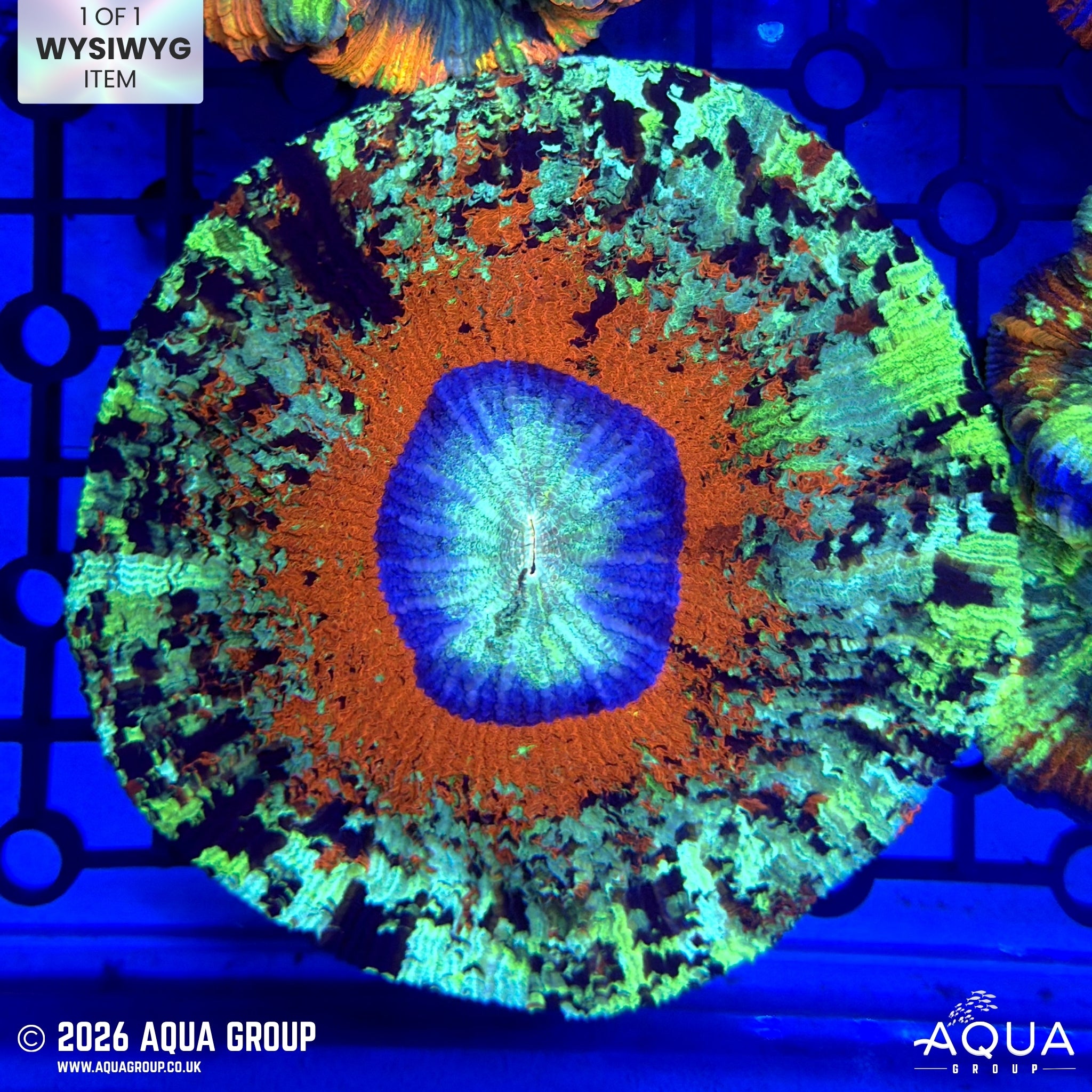 Red Ring Trachyphyllia #3 - WYSIWYG