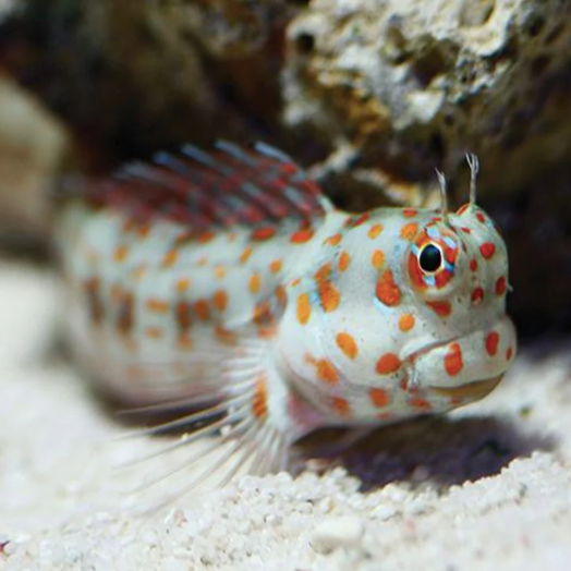 Red Spot Flymo Blenny - Aqua Group