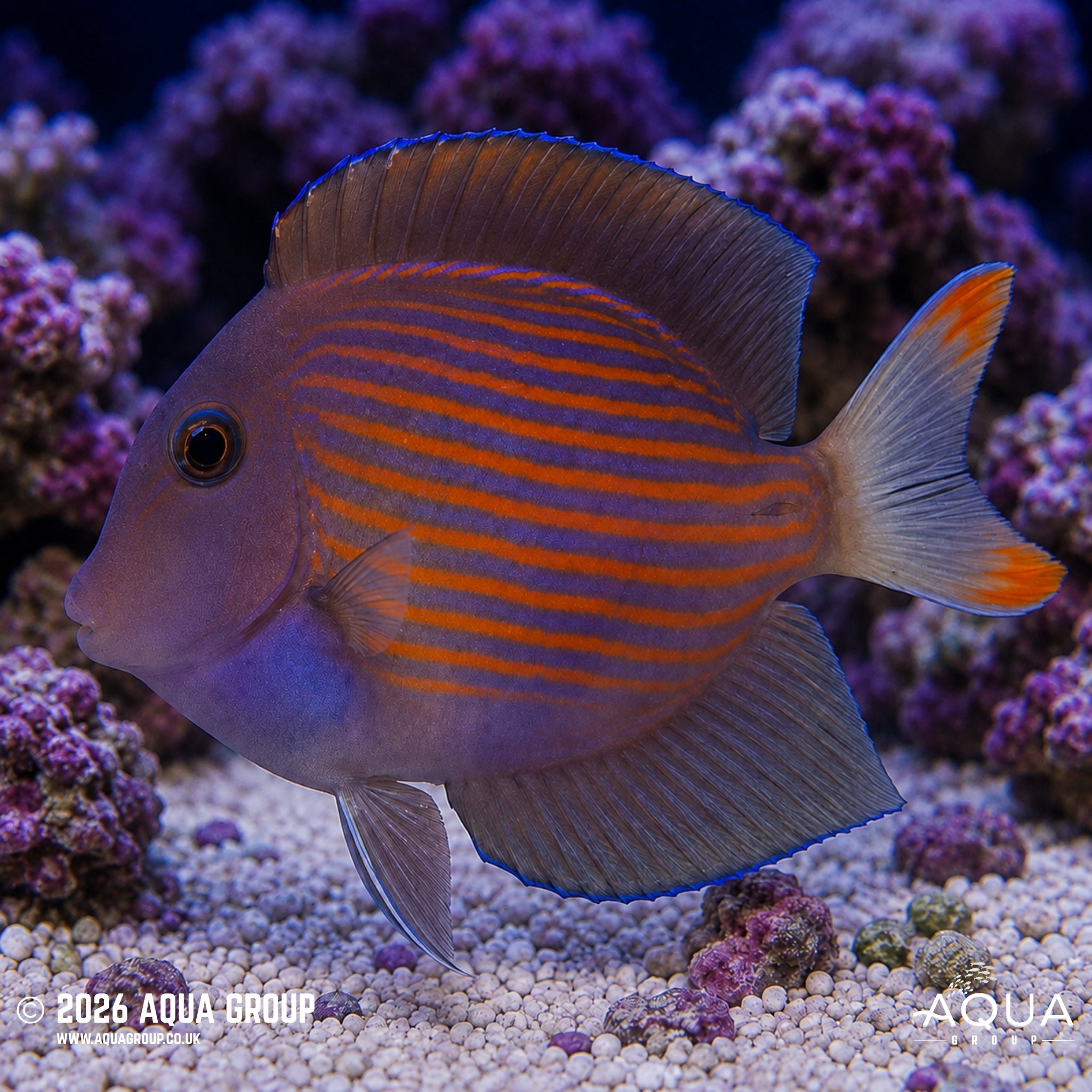 Red Stripe Kole Tang - Ctenochaetus striatus