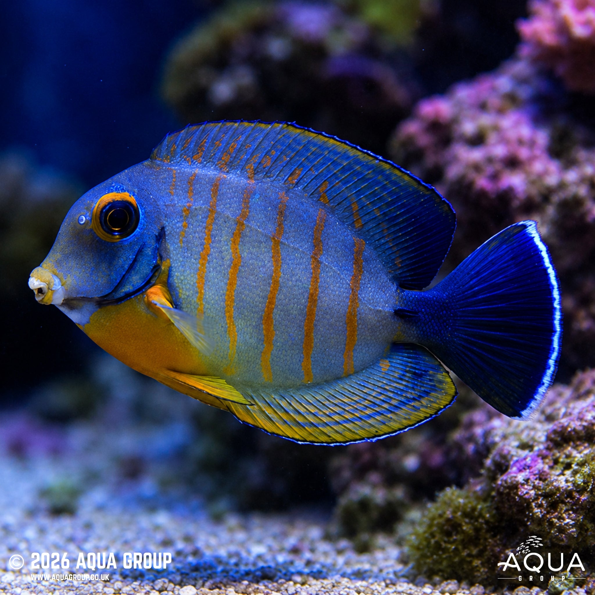 Red Stripe Mimic Tang - Acanthurus tristis