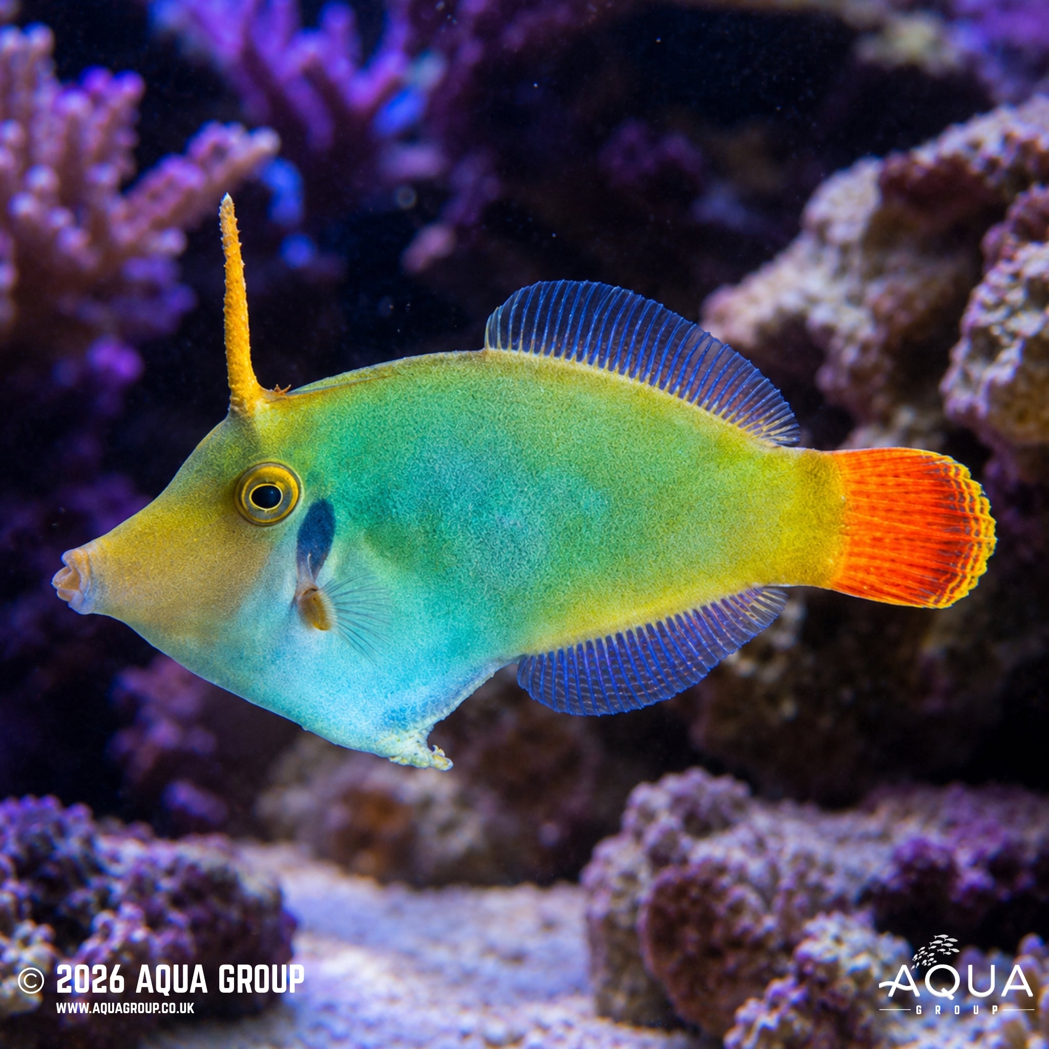 Red Tail Filefish - Pervagor melanocephalus