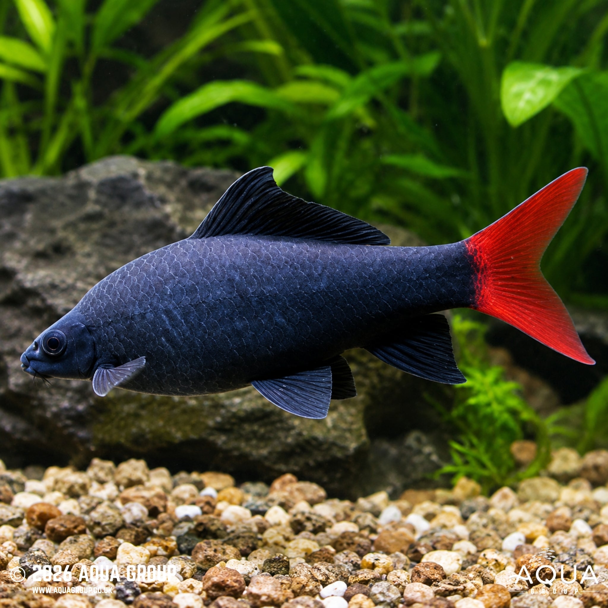 Red Tailed Black Shark - Epalzeorhynchos bicolor