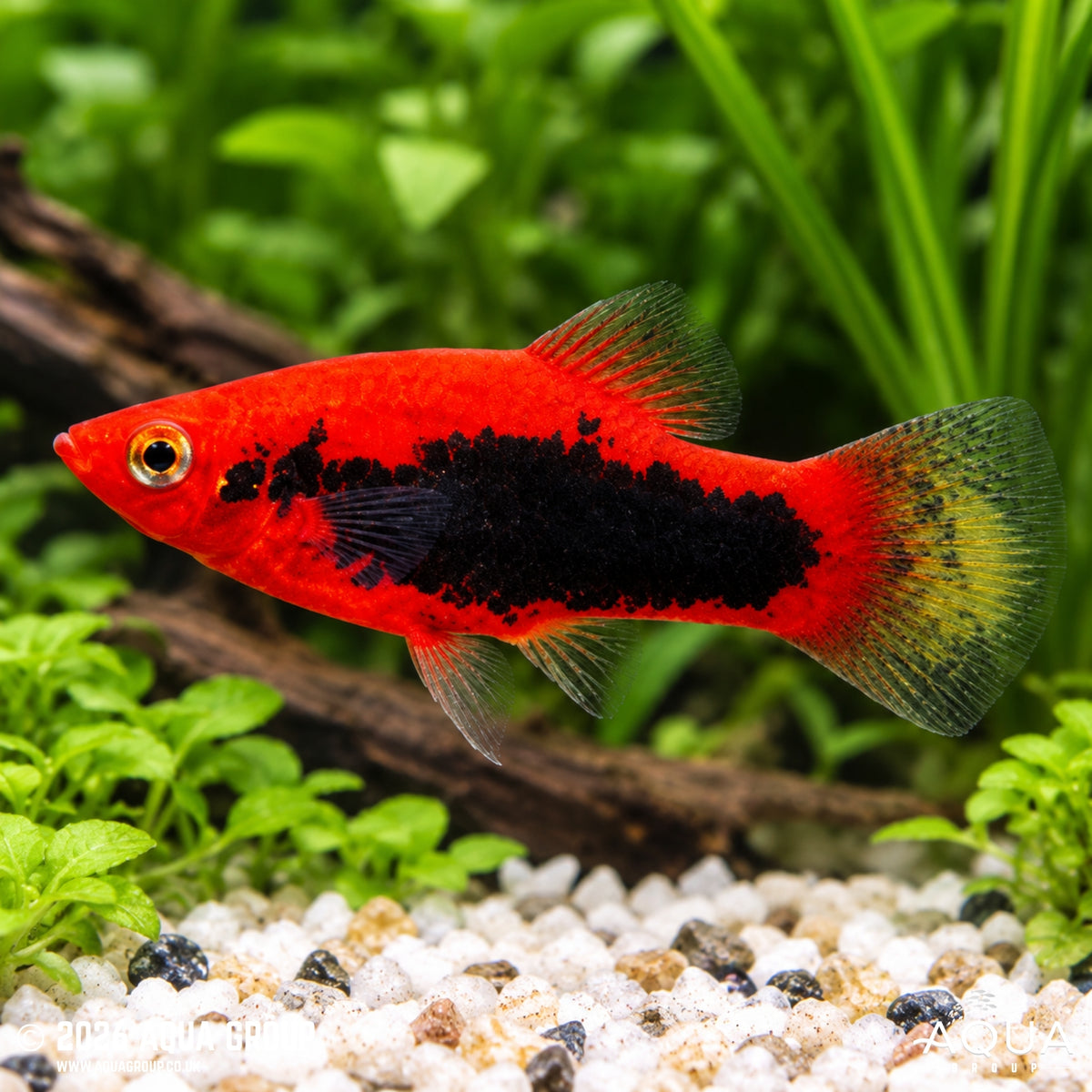 Red Tuxedo Platy – Xiphophorus maculatus