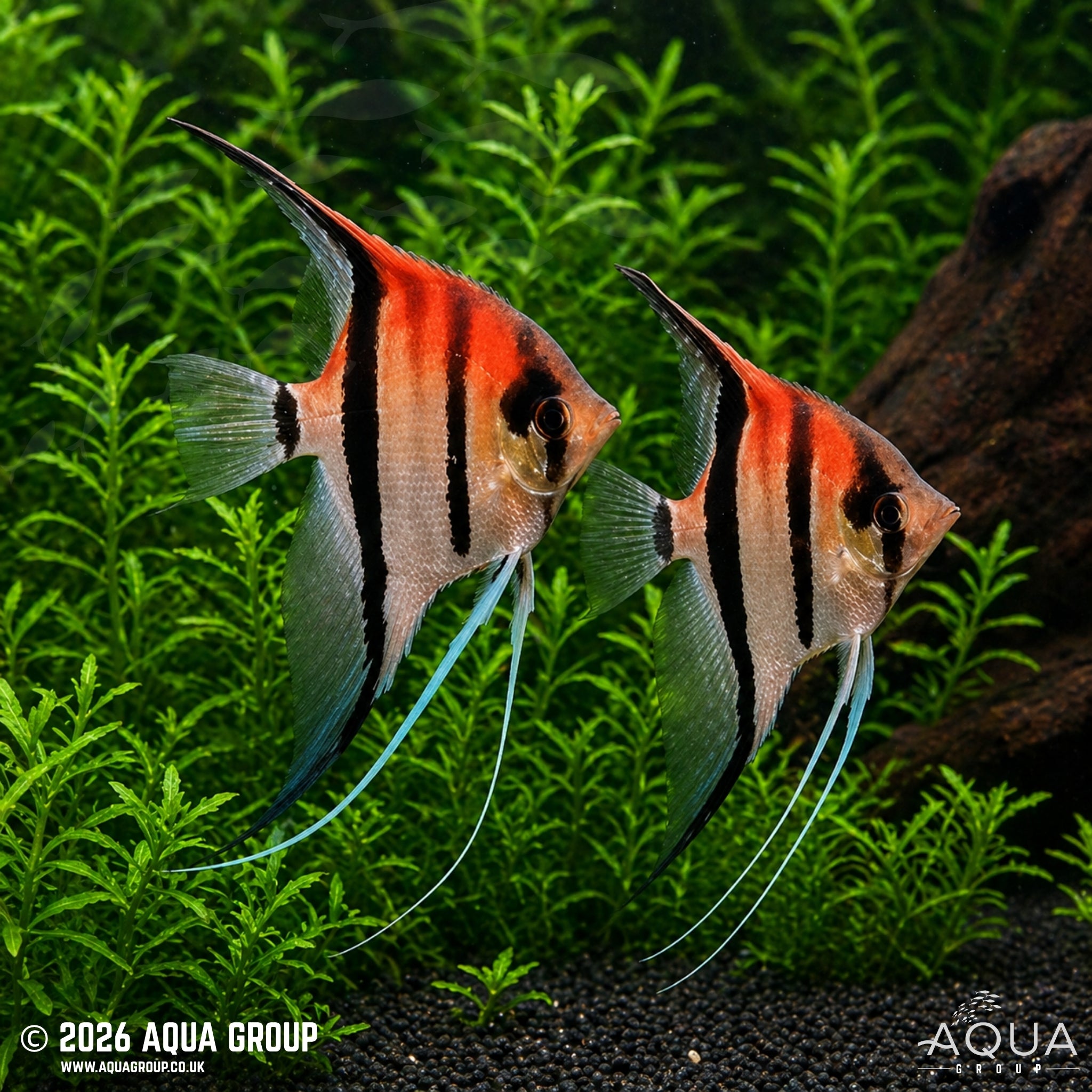 Red Shoulder Manacapuru Angelfish - Pterophyllum scalare