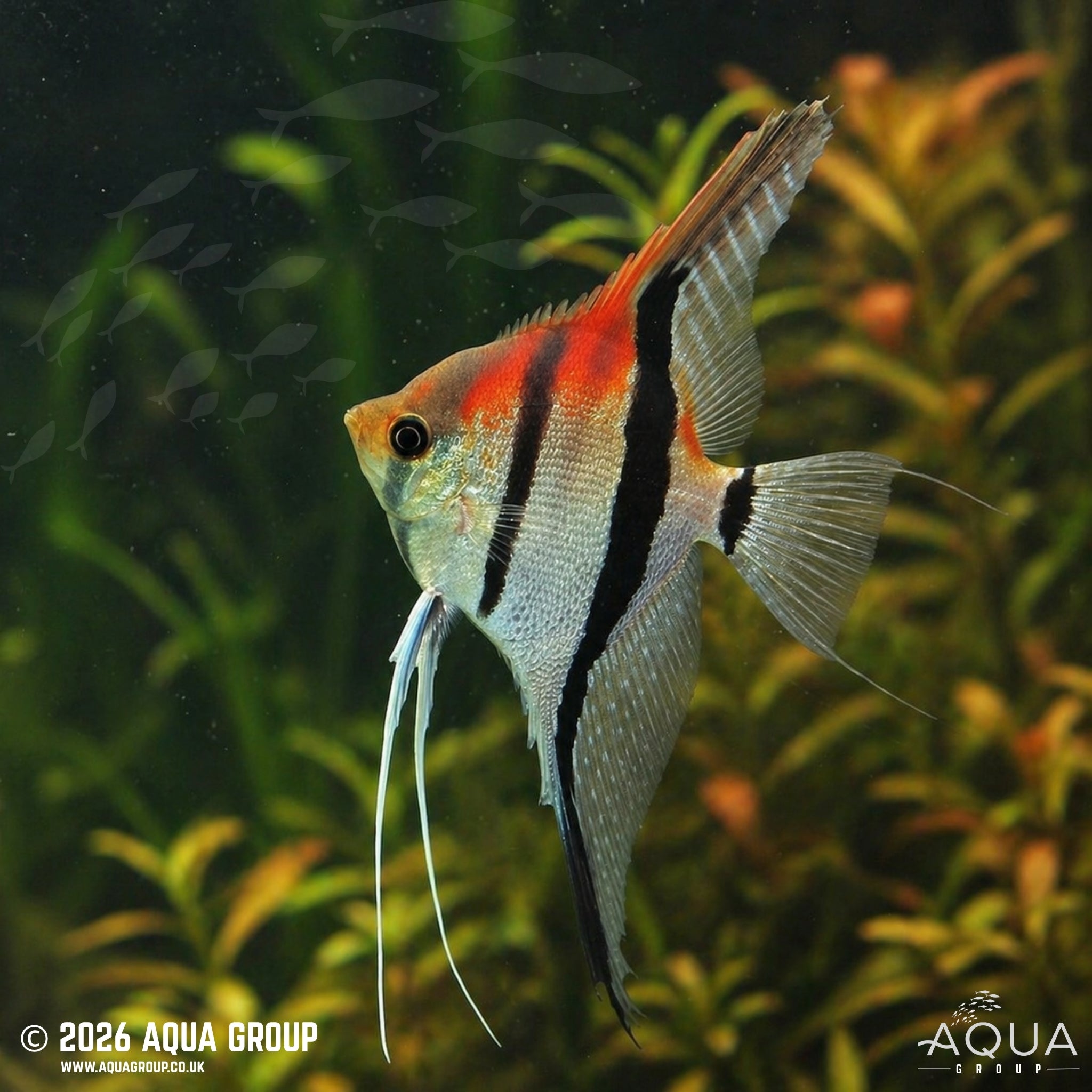 Red Shoulder Manacapuru Angelfish - Pterophyllum scalare