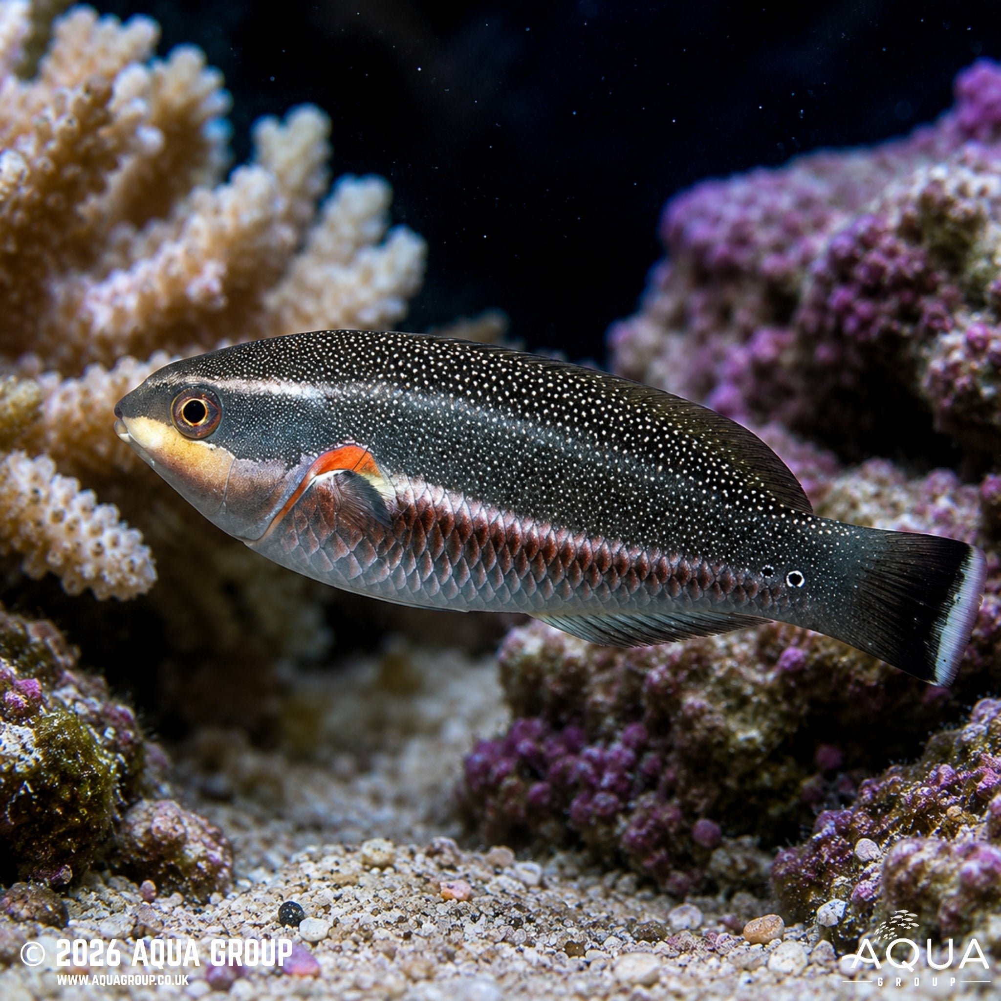 Red Shoulder Wrasse - Stethojulis bandanensis