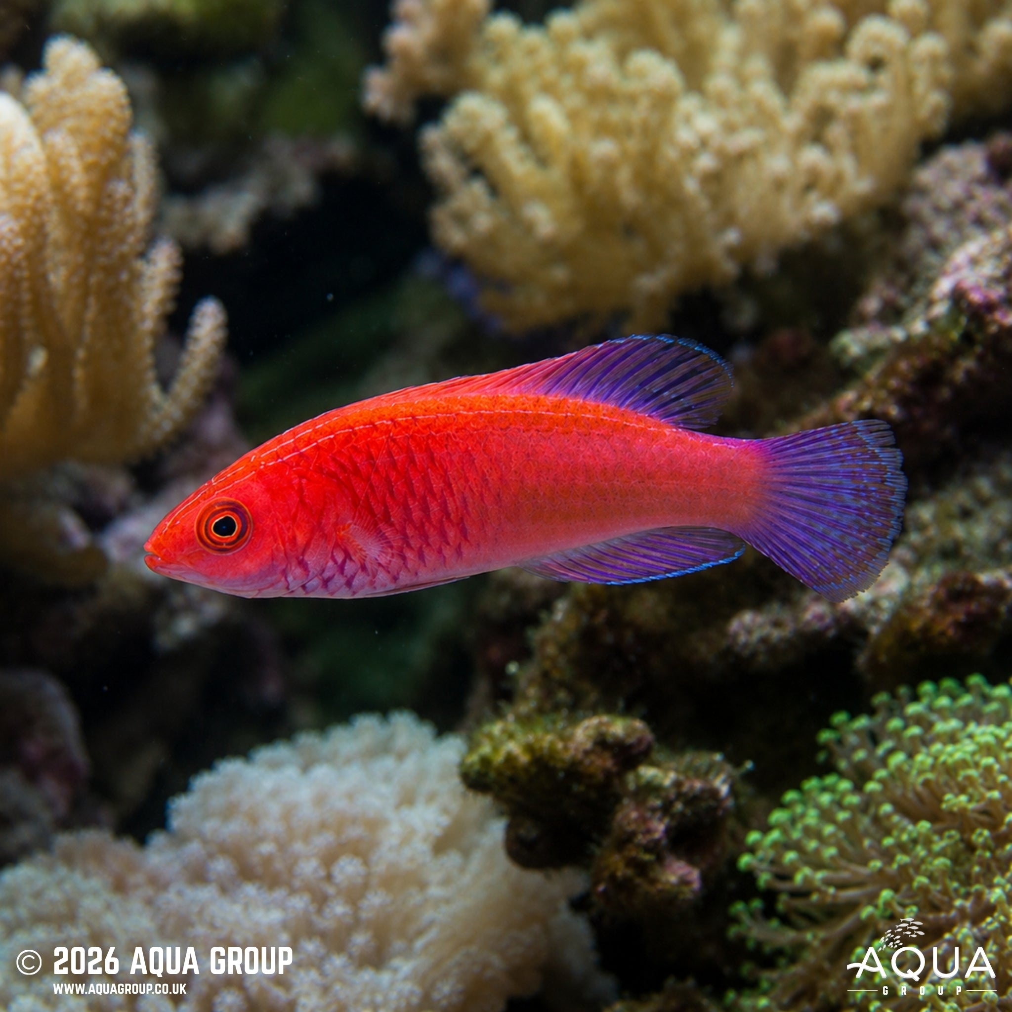 Red Velvet Wrasse - Cirrhilabrus rubrisquamis