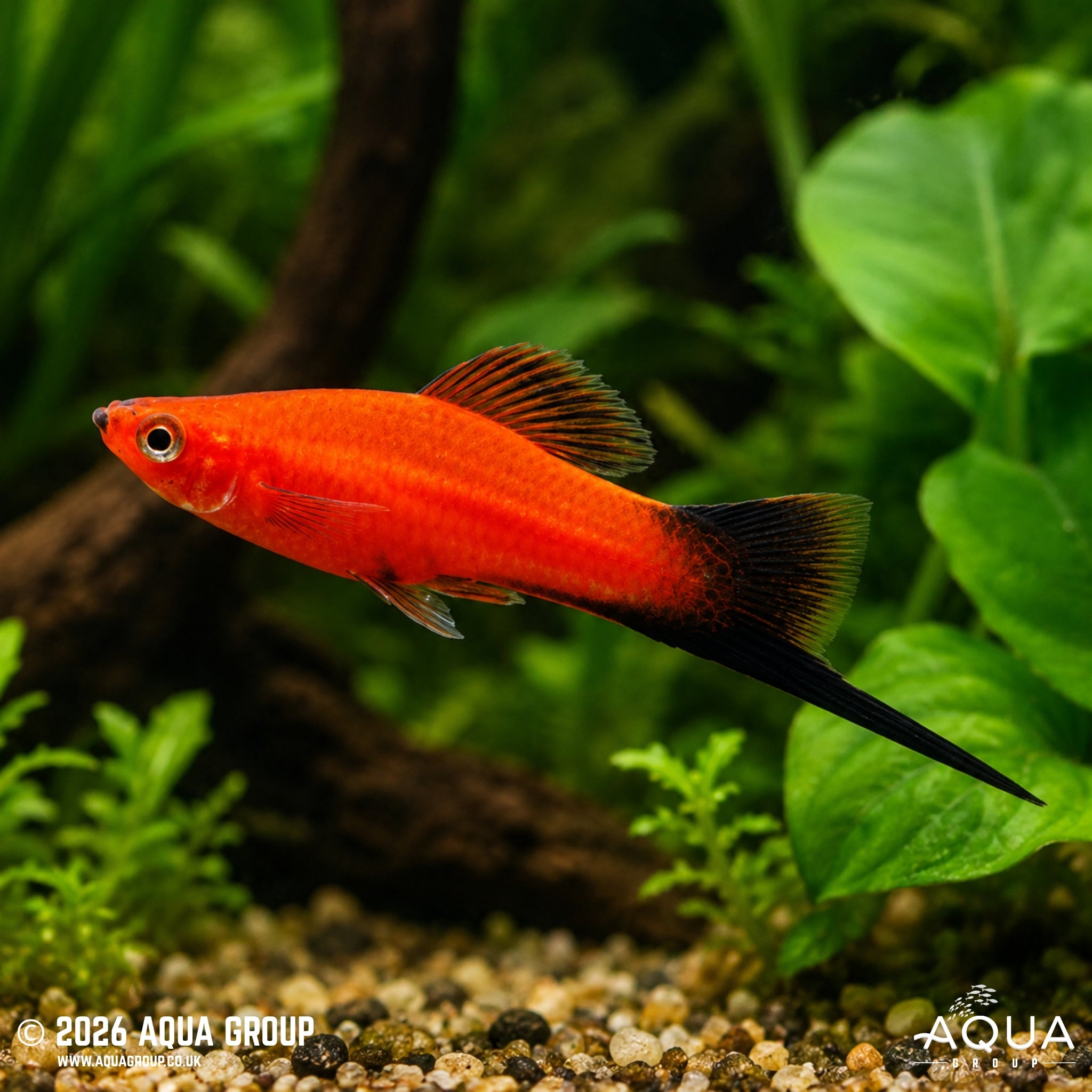 Red Wag Swordtail - Xiphophorus helleri