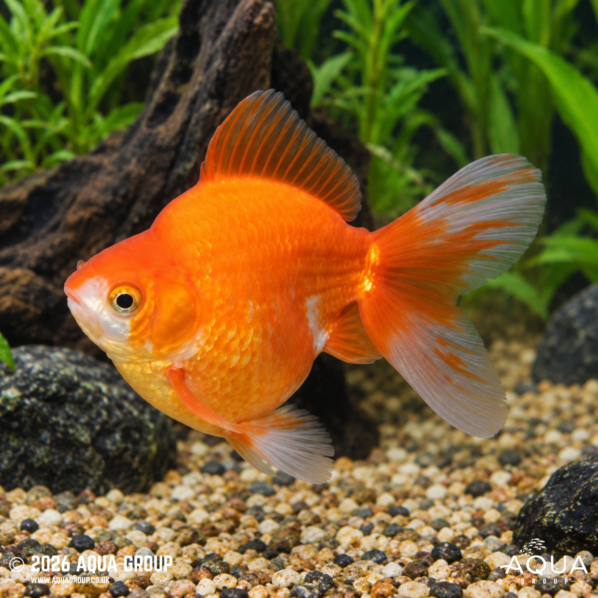 Red & White Short Tail Ryukin - Carassius auratus