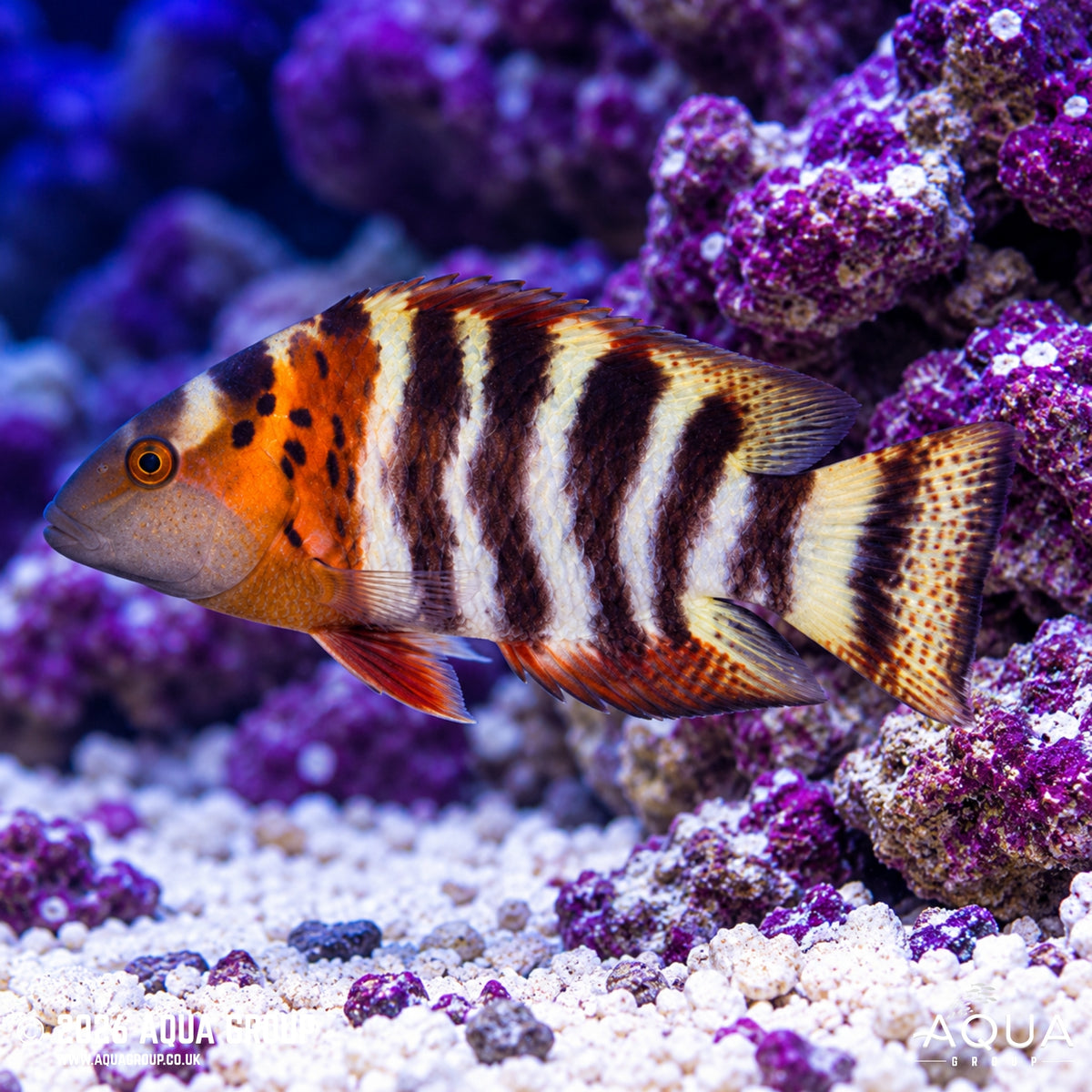 Redbreasted Maori Wrasse - Cheilinus fasciatus