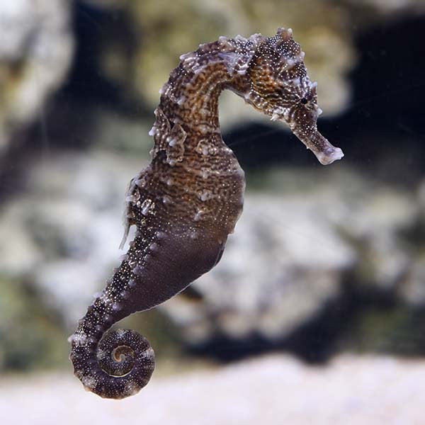 Seahorse Reidi - Tank-Bred