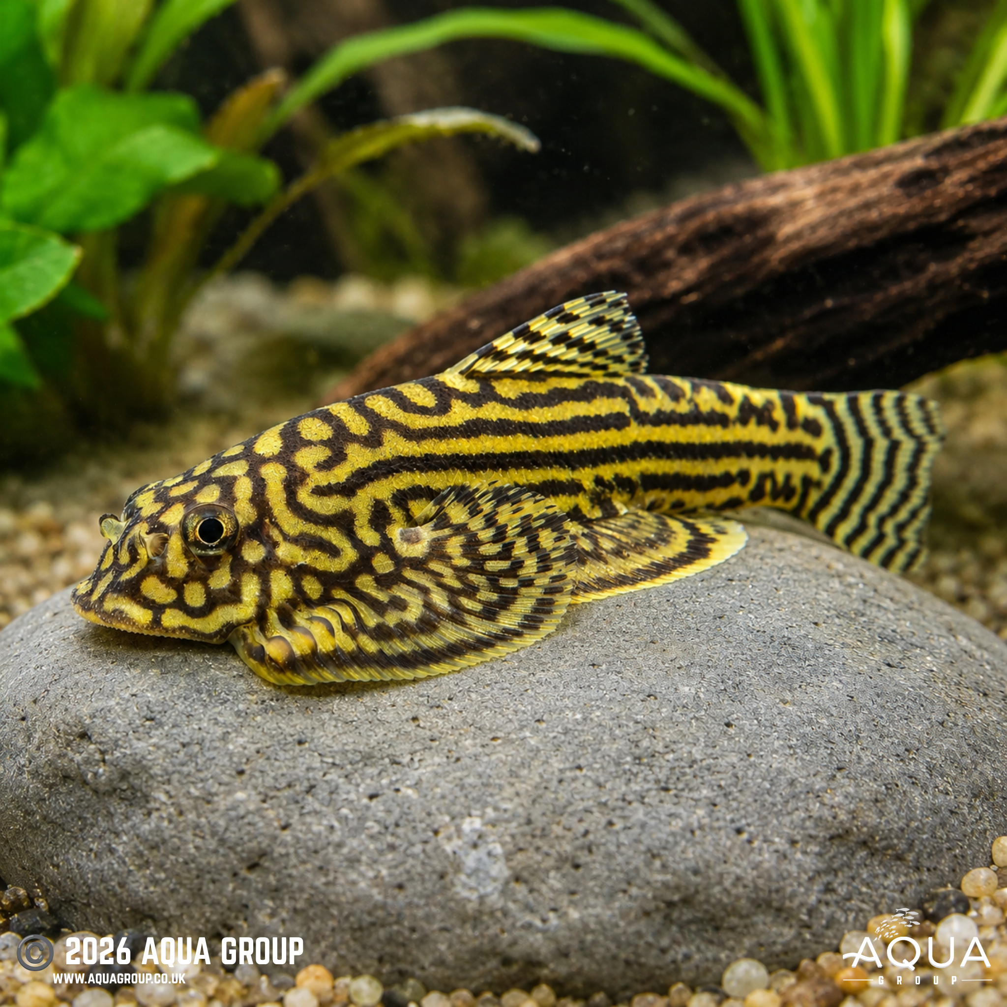 Reticulated Hillstream Loach - Sewellia lineolata