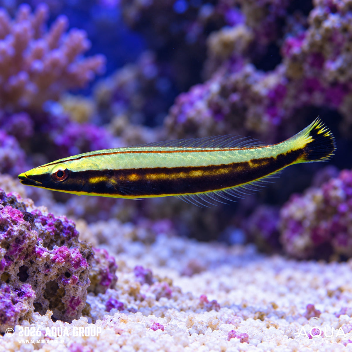Ring Wrasse Juvenile - Hologymnosus annulatus