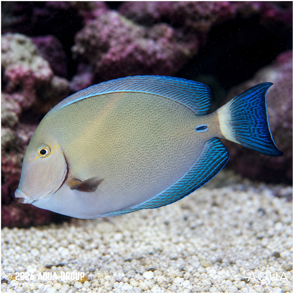 Ringtail Surgeonfish - Acanthurus blochii