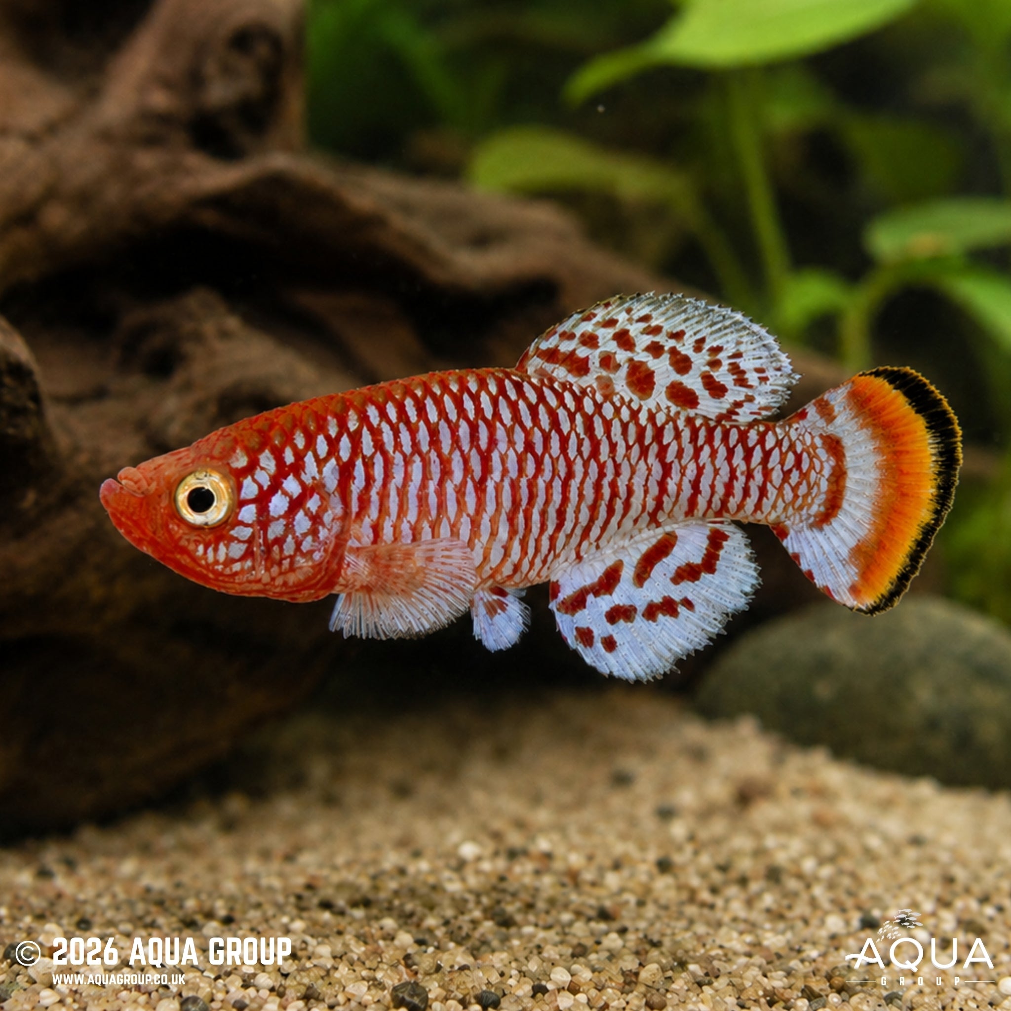 Rochow's Notho Killifish - Nothobranchius rachovii